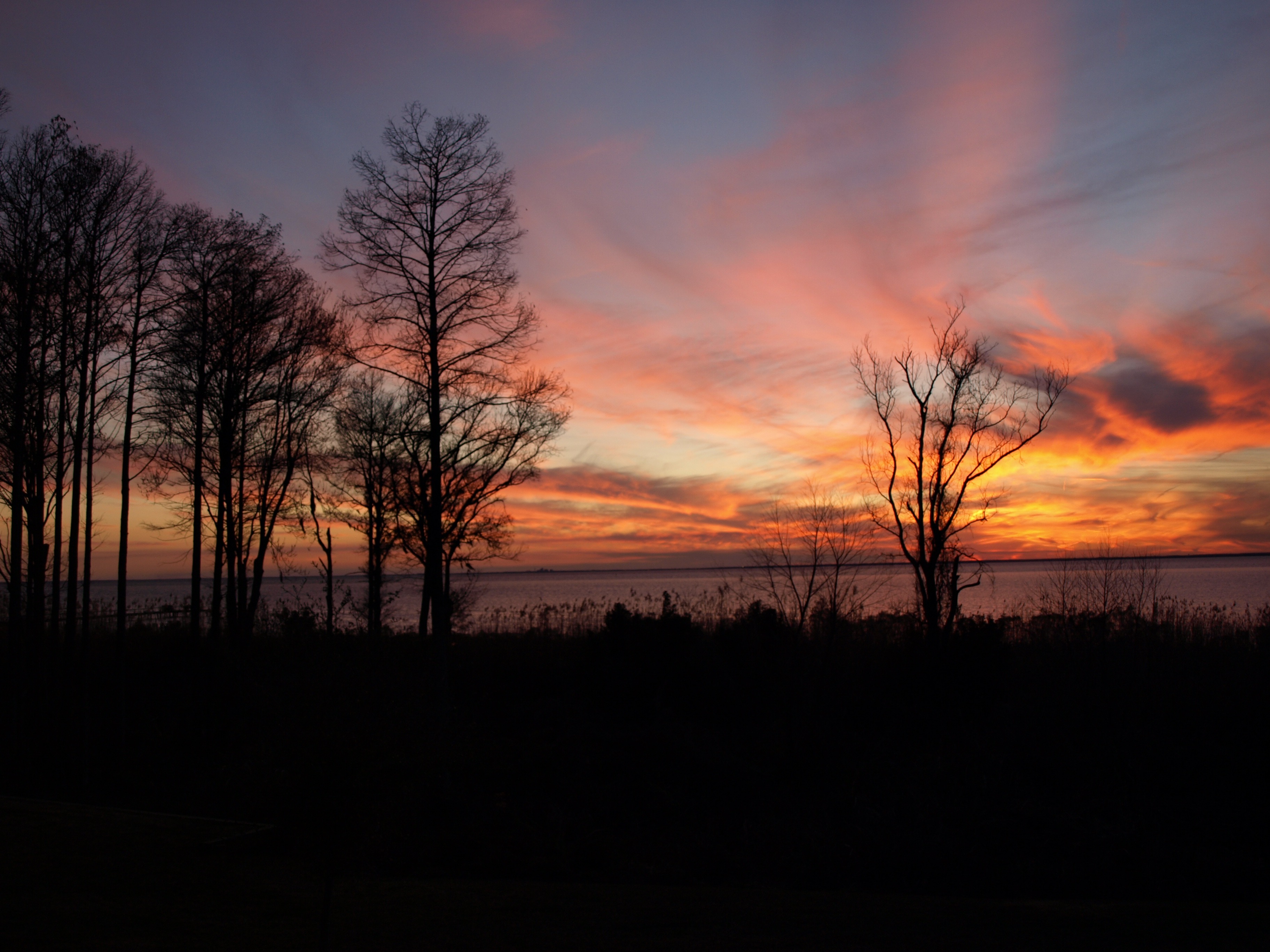 plant, scenics - nature, orange, cloud - sky, evening, no people, landscape, orange color, silhouette, land, sky, bare tree, idyllic, tranquil scene, tree, HD Wallpaper