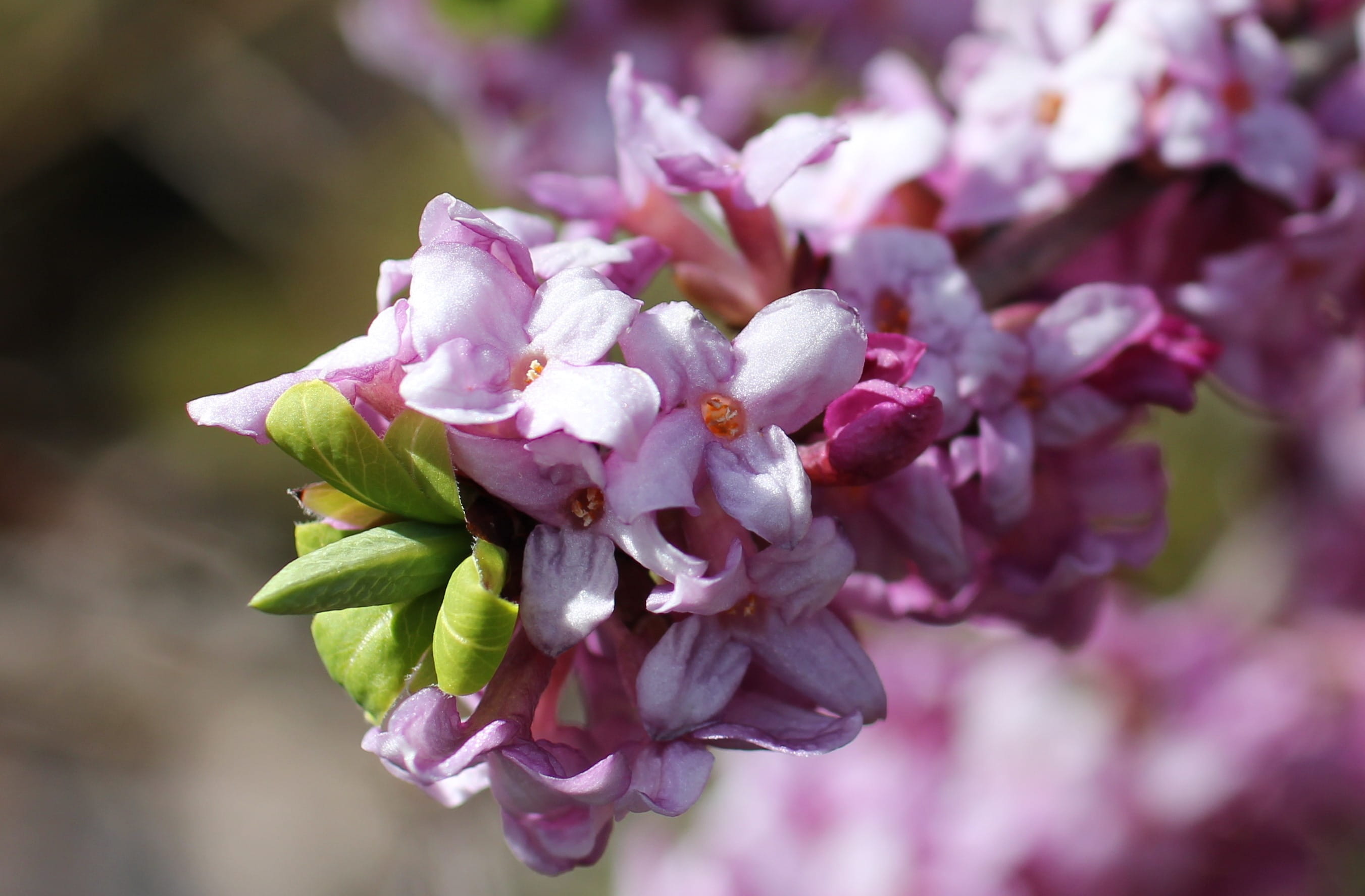 close-up, springtime, purple, flower, beauty in nature, harbinger of spring, 2K, softness, flowering plant, lilac, nature, flowering, flowering twig, Daphne, HD Wallpaper