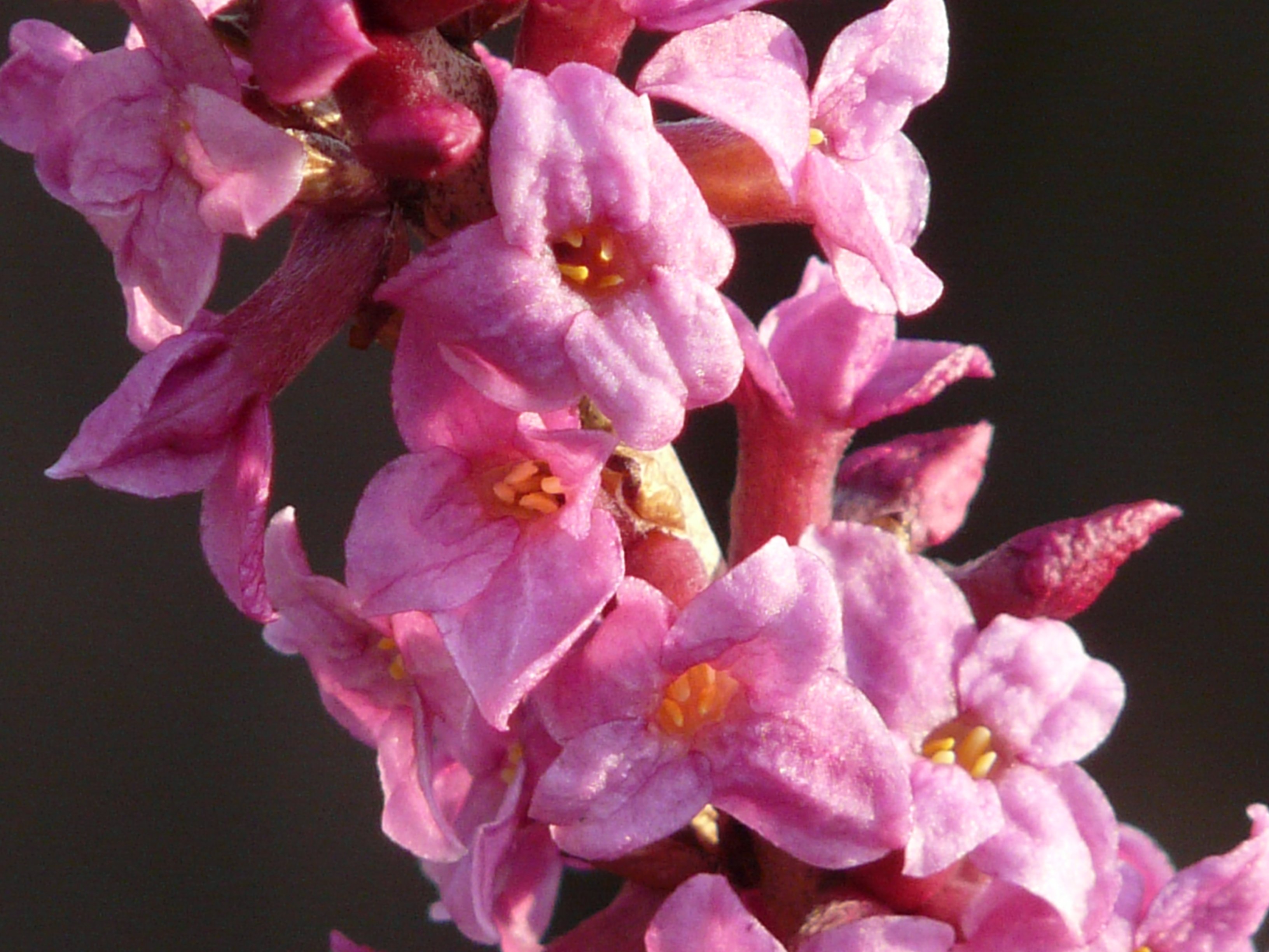 flower, flower head, vulnerability, garden, pink Color, cherry blossom, bunch of flowers, meadow, plant, close-up, purple, beauty in nature, lilac, no people, HD Wallpaper