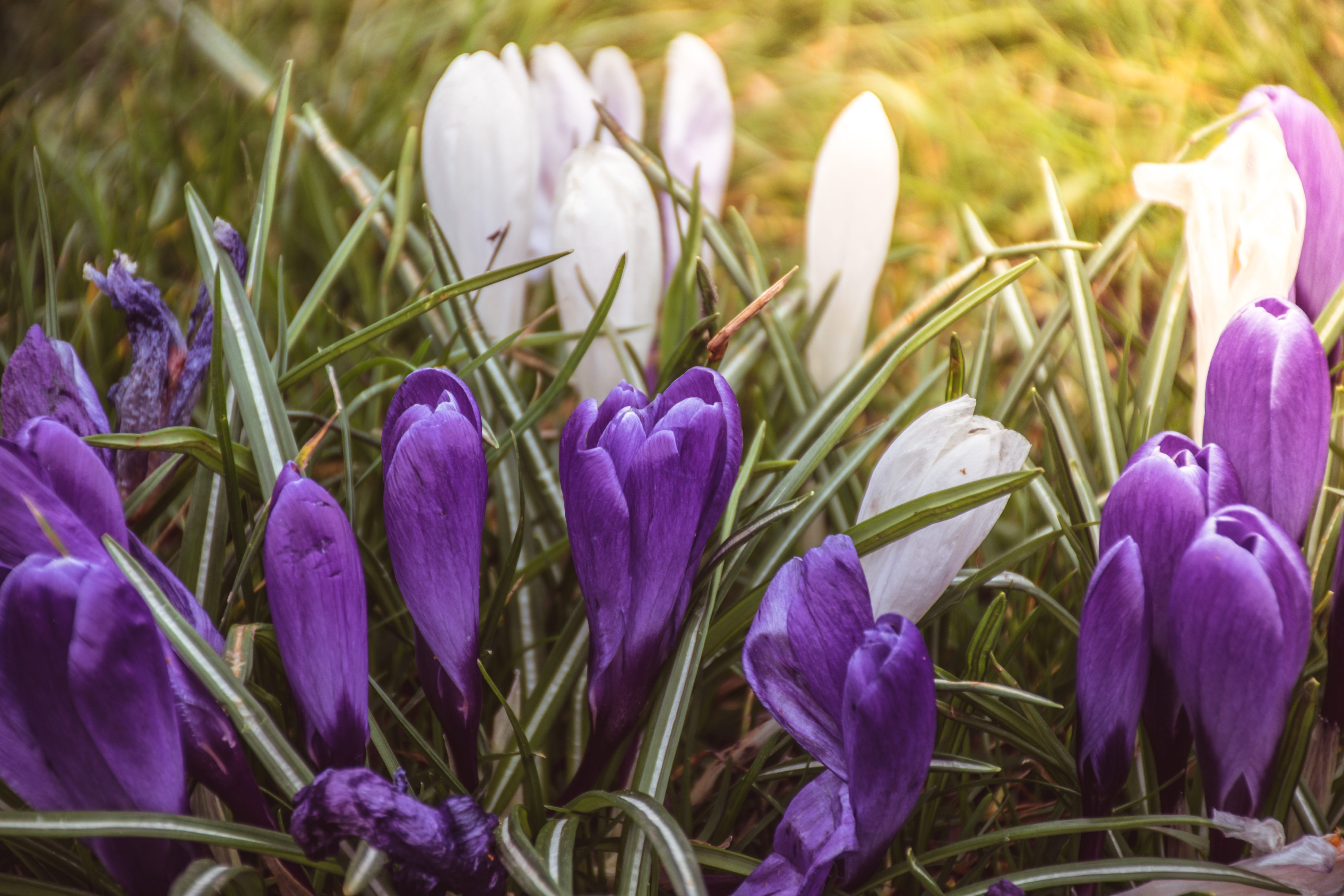 beauty in nature, nature, plant, park, fragility, close-up, day, growth, petal, freshness, Flower, iris, no people, Spring, Animus, spring, flower head, HD Wallpaper