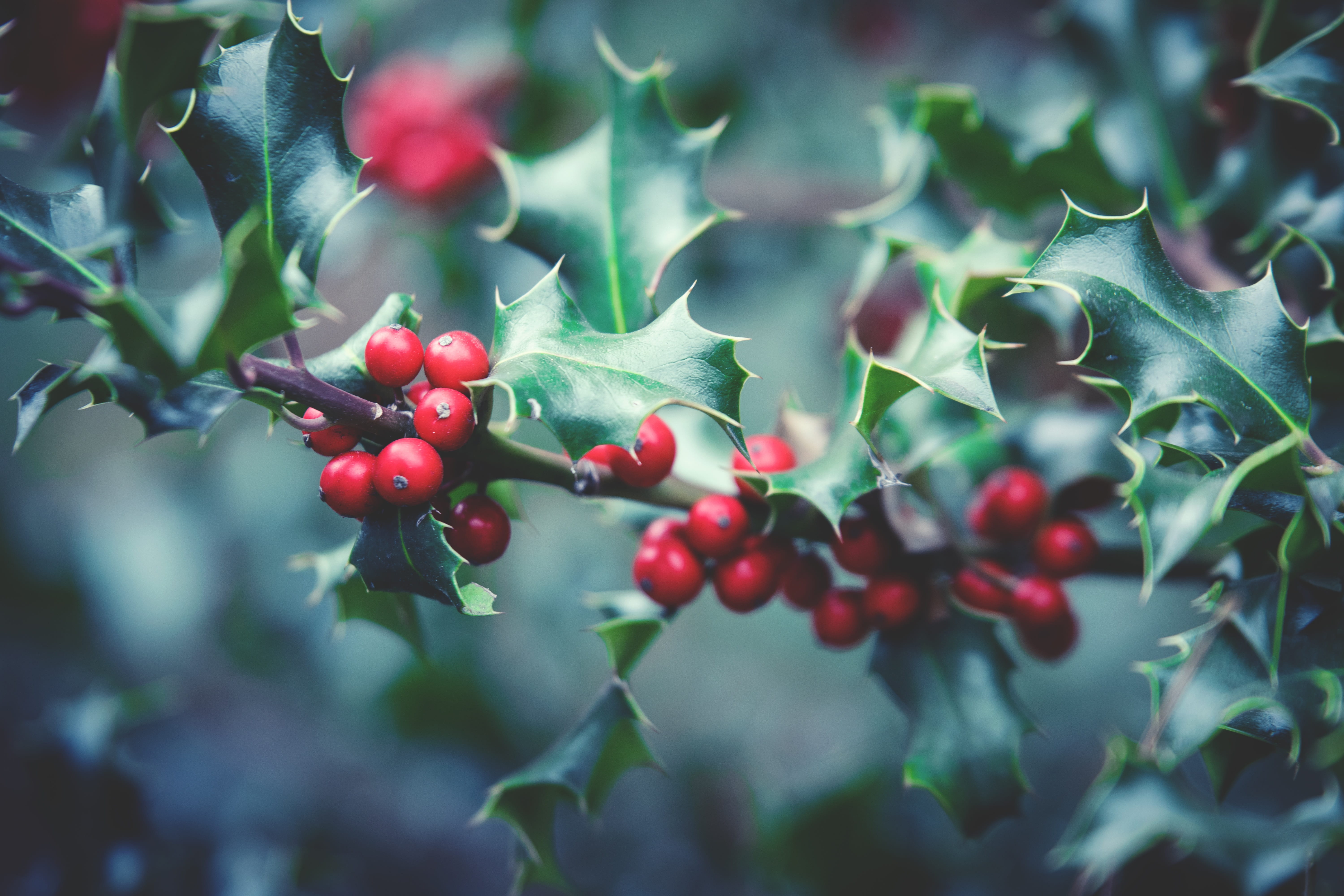 focus, holly, red, outdoors, close, close-up, christmas plant, leaf, no people, growth, spur, bush, day, photography, freshness, tree, berry, fruit, berry fruit, HD Wallpaper