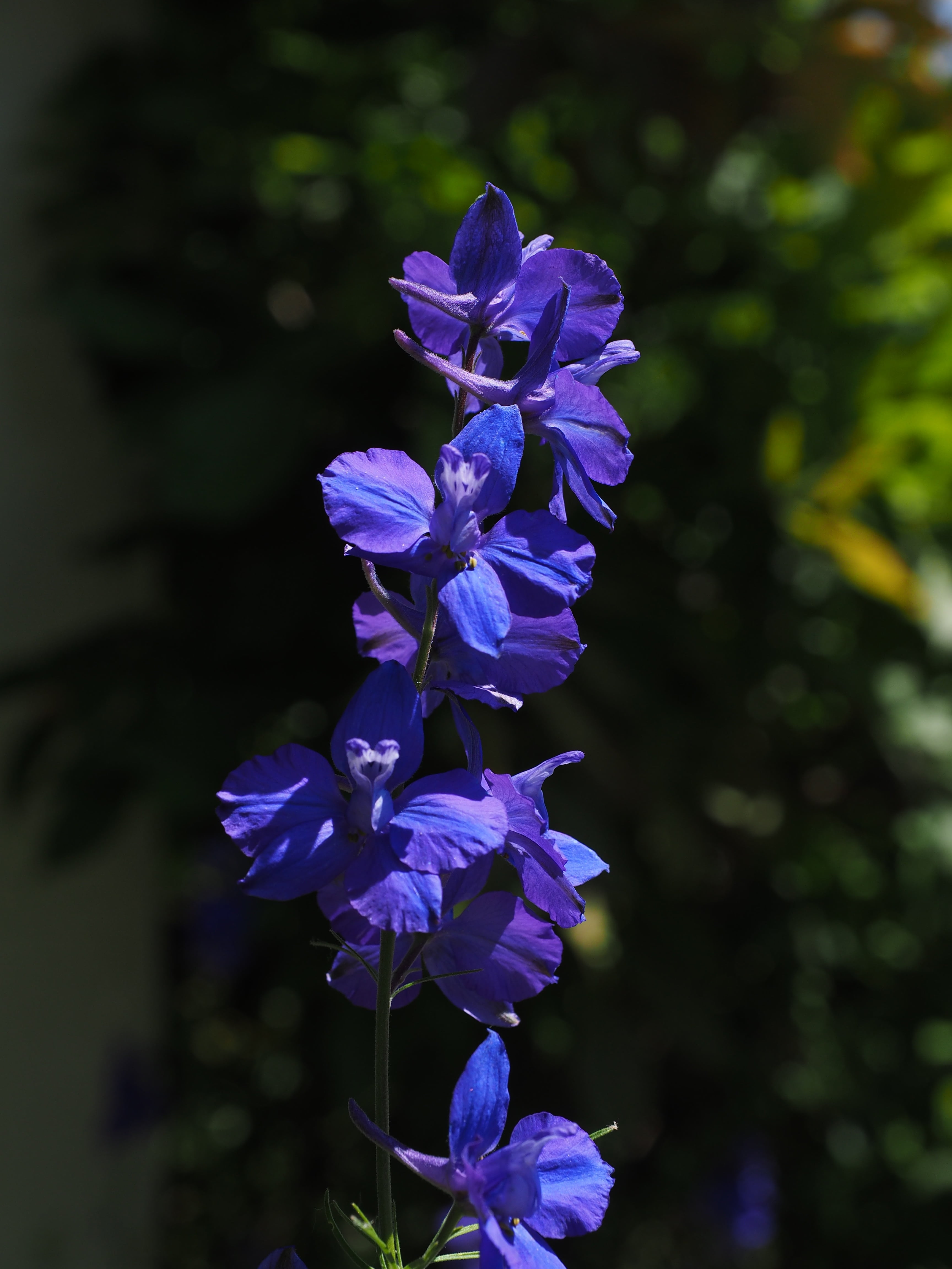 ranunculaceae, flower, hyacinth large, beauty in nature, vulnerability, blossom, no people, botany, nature, day, hahnenfußgewächs, 4K, delphinium elatum, Phone HD Wallpaper