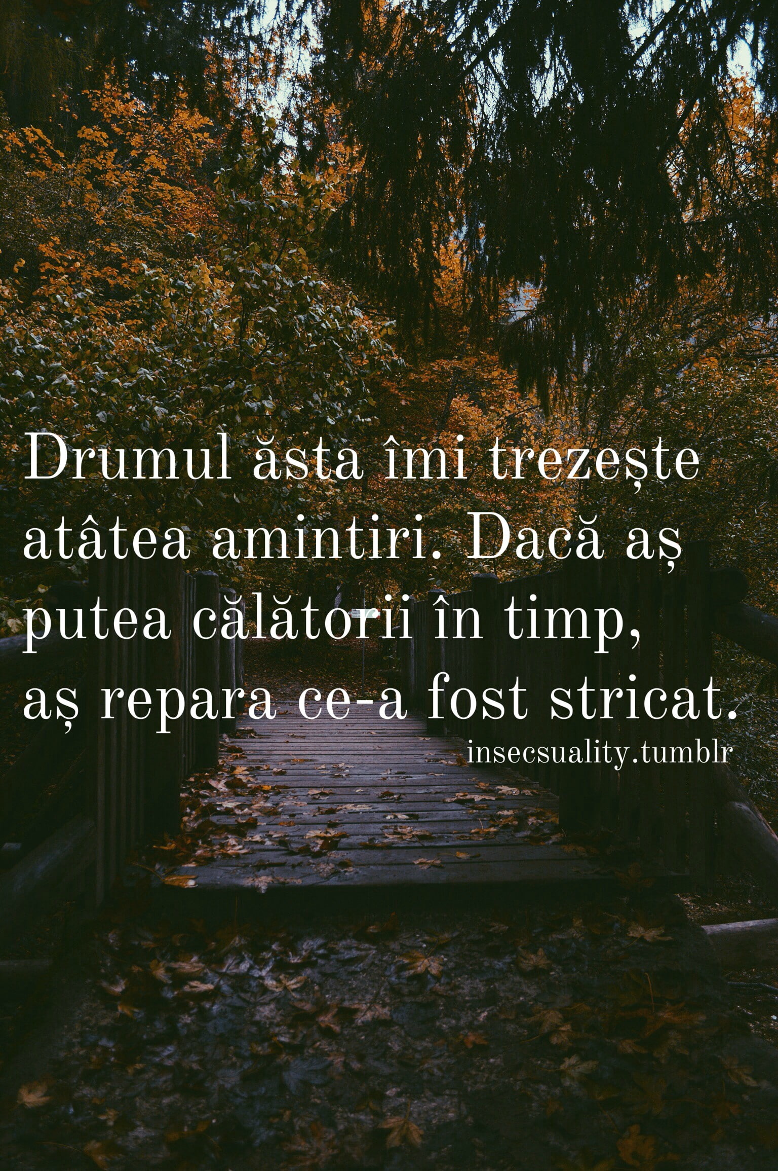 path, quote, 1080P, forest, quote; forest, Phone HD Wallpaper