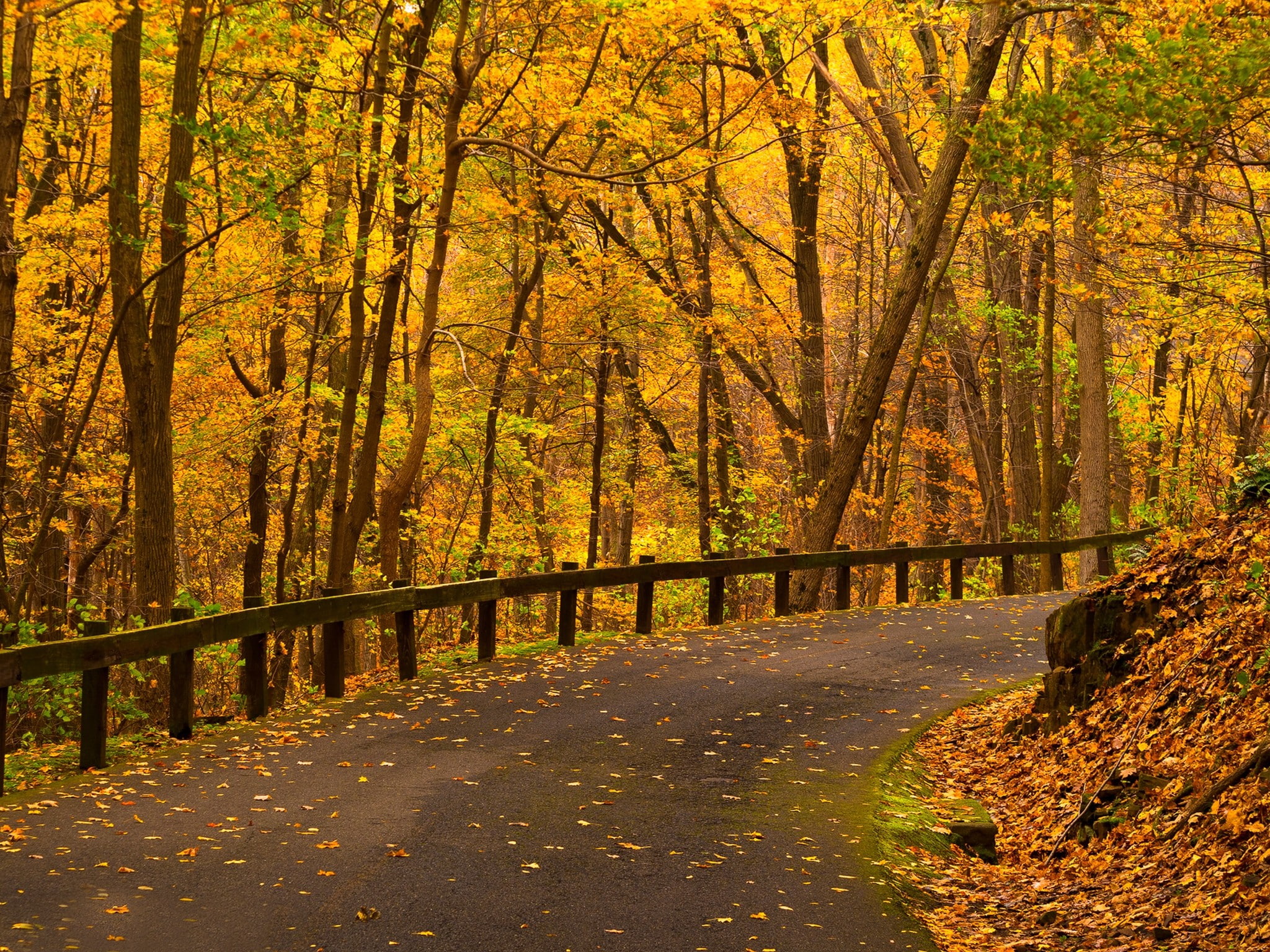 road, autumn, trees, forest, colorful, walk, park, fall, path, 1080P, leaves, colors, nature, HD Wallpaper