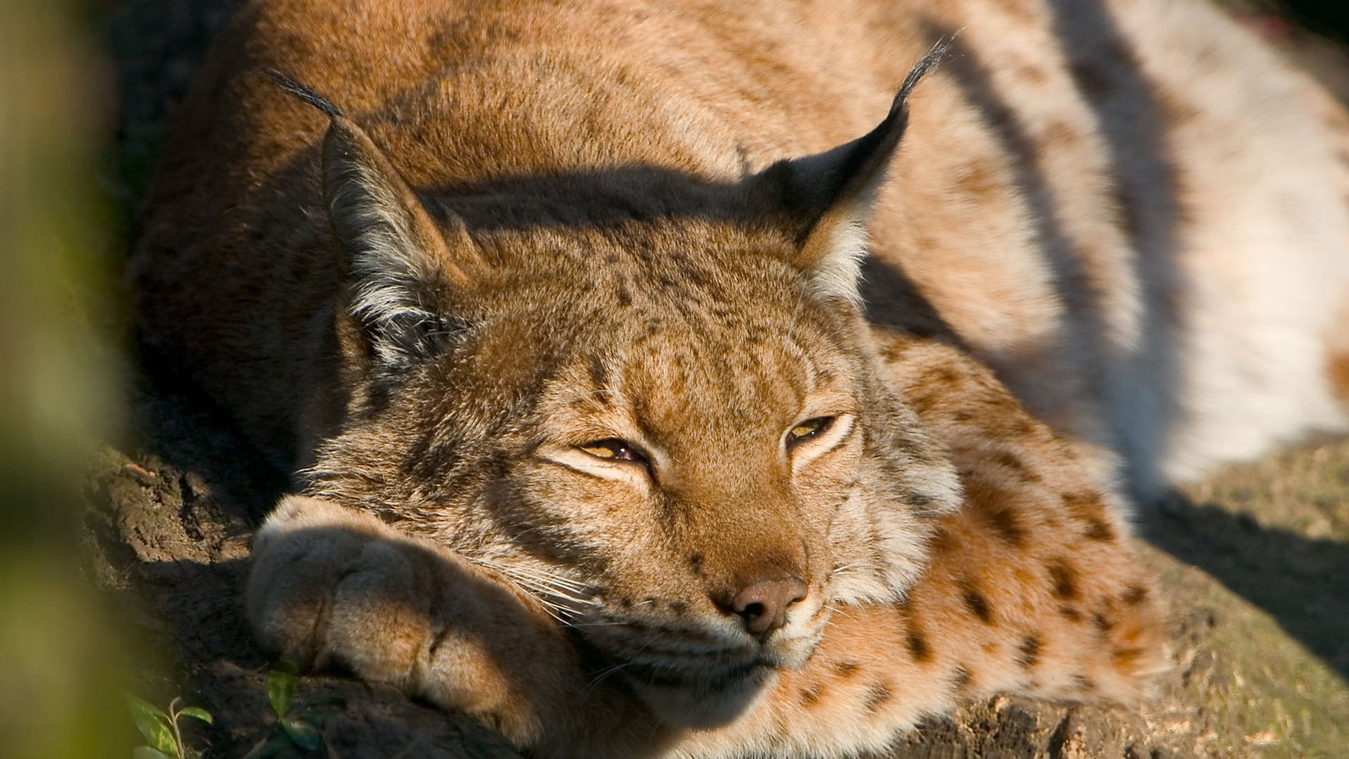 dream, mammal, no People, lie, close-up, relaxation, face, beauty In Nature, animal, outdoors, animal themes, fur, green Color, looking at camera, feline, HD Wallpaper