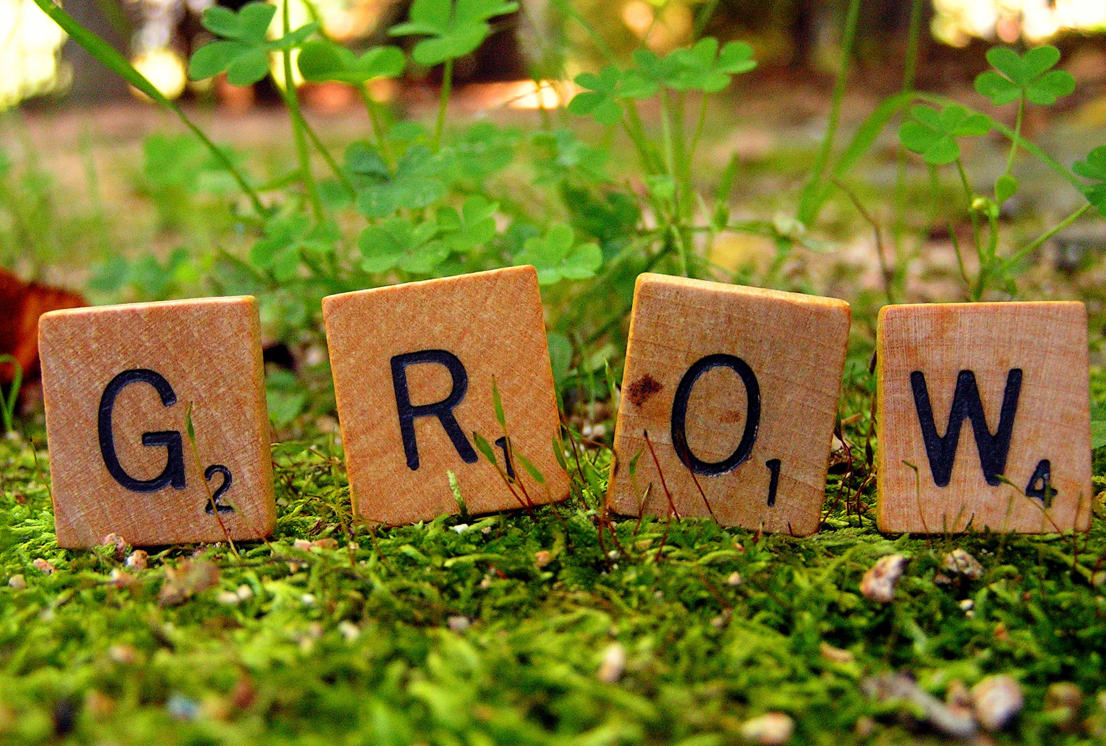 Words, wood - Material, tiles, alphabet, Letter, text, four, 1080P, Clover, brown, scrable, Grow, Word, Nature, Moss, Scrabble, Letters, Plants, single, HD Wallpaper