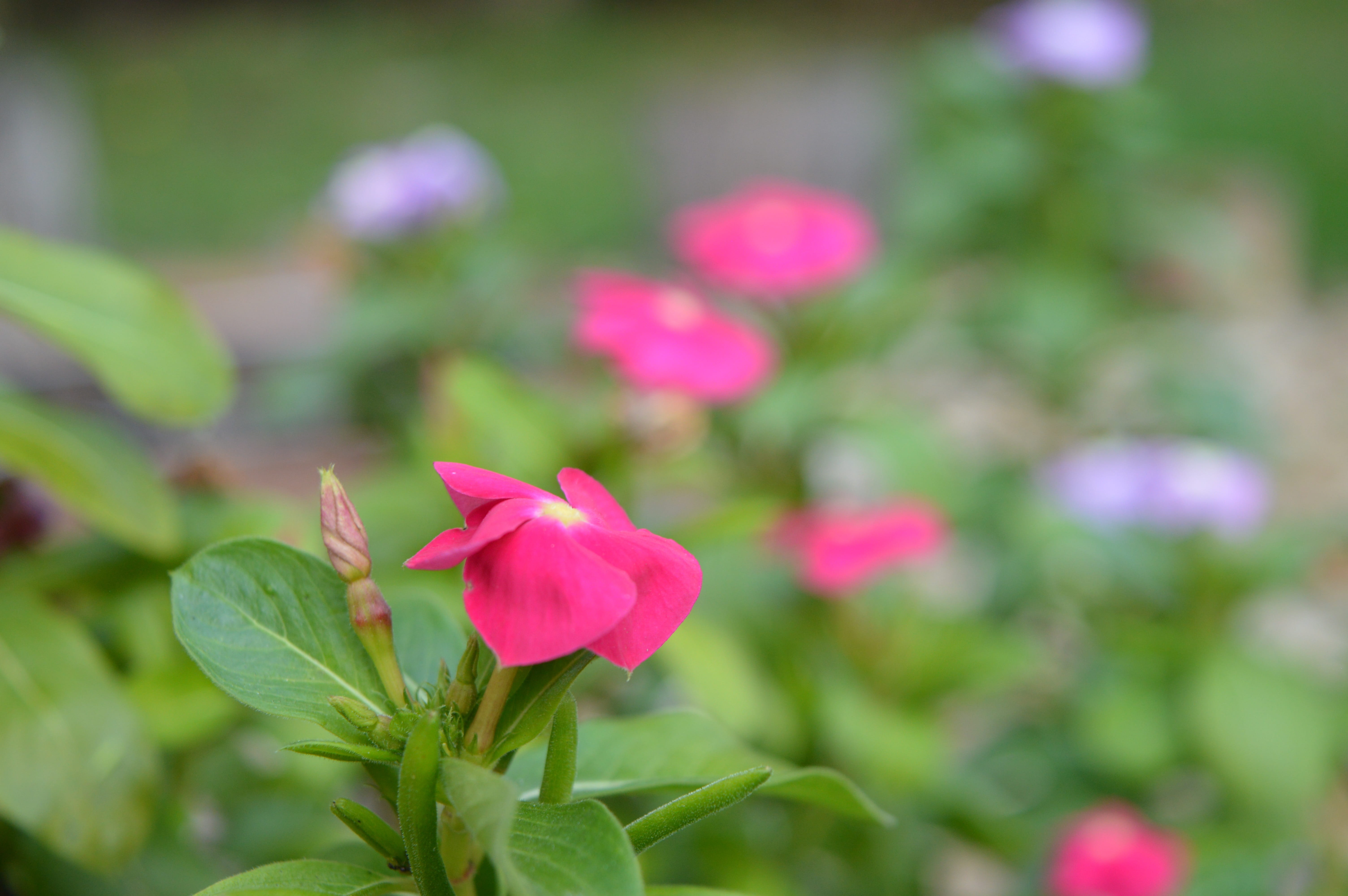 flowering plant, flower head, focus on foreground, petal, fragility, nature, 5K, pink color, plant part, plant, vulnerability, close-up, no people, freshness, HD Wallpaper