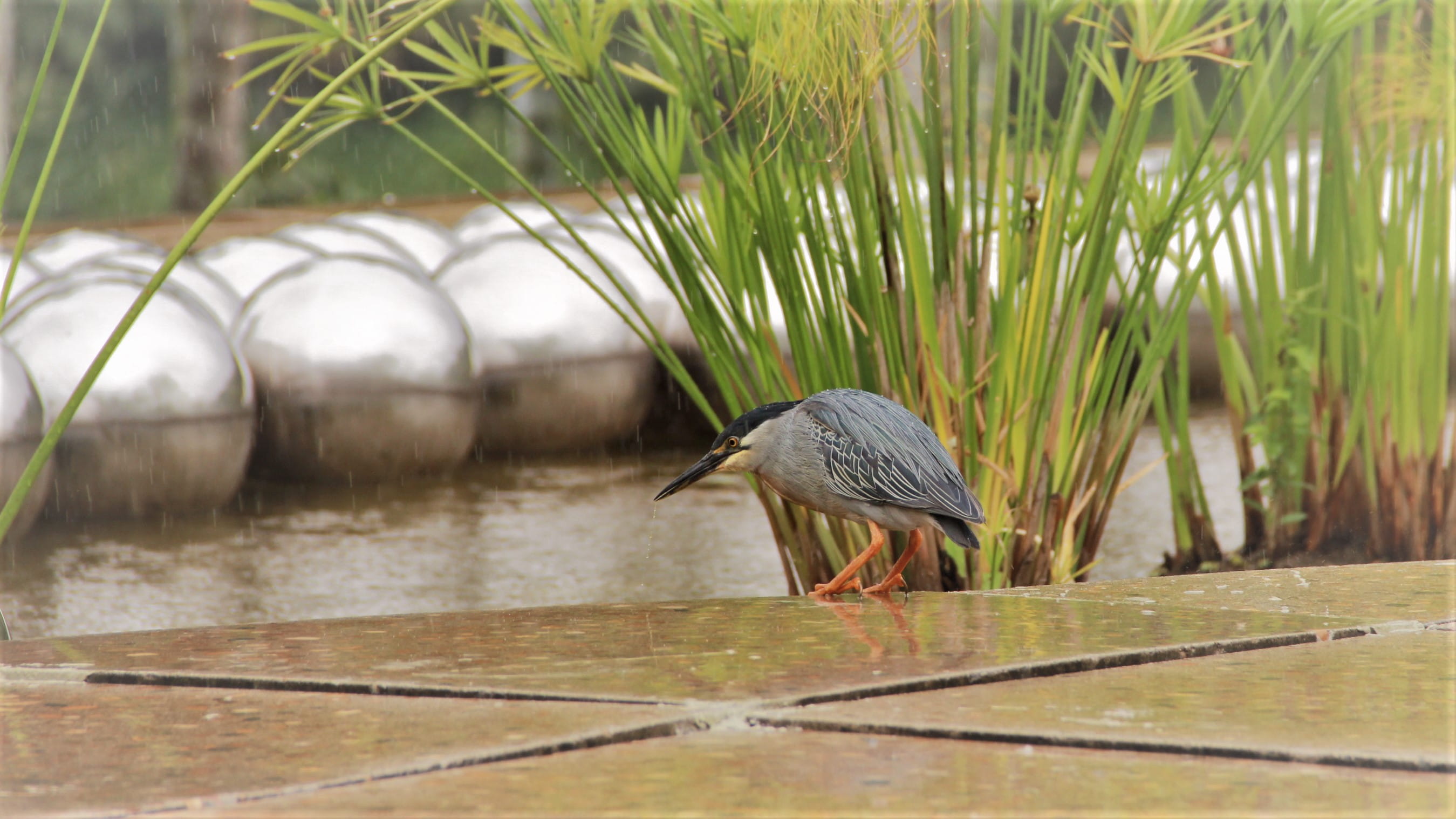 rain, papyrus, outdoors, animals in the wild, wood - material, heron, bird, inhotim museum, birds, brazil, no people, brumadinho, nature, yayoikusama, grass, HD Wallpaper