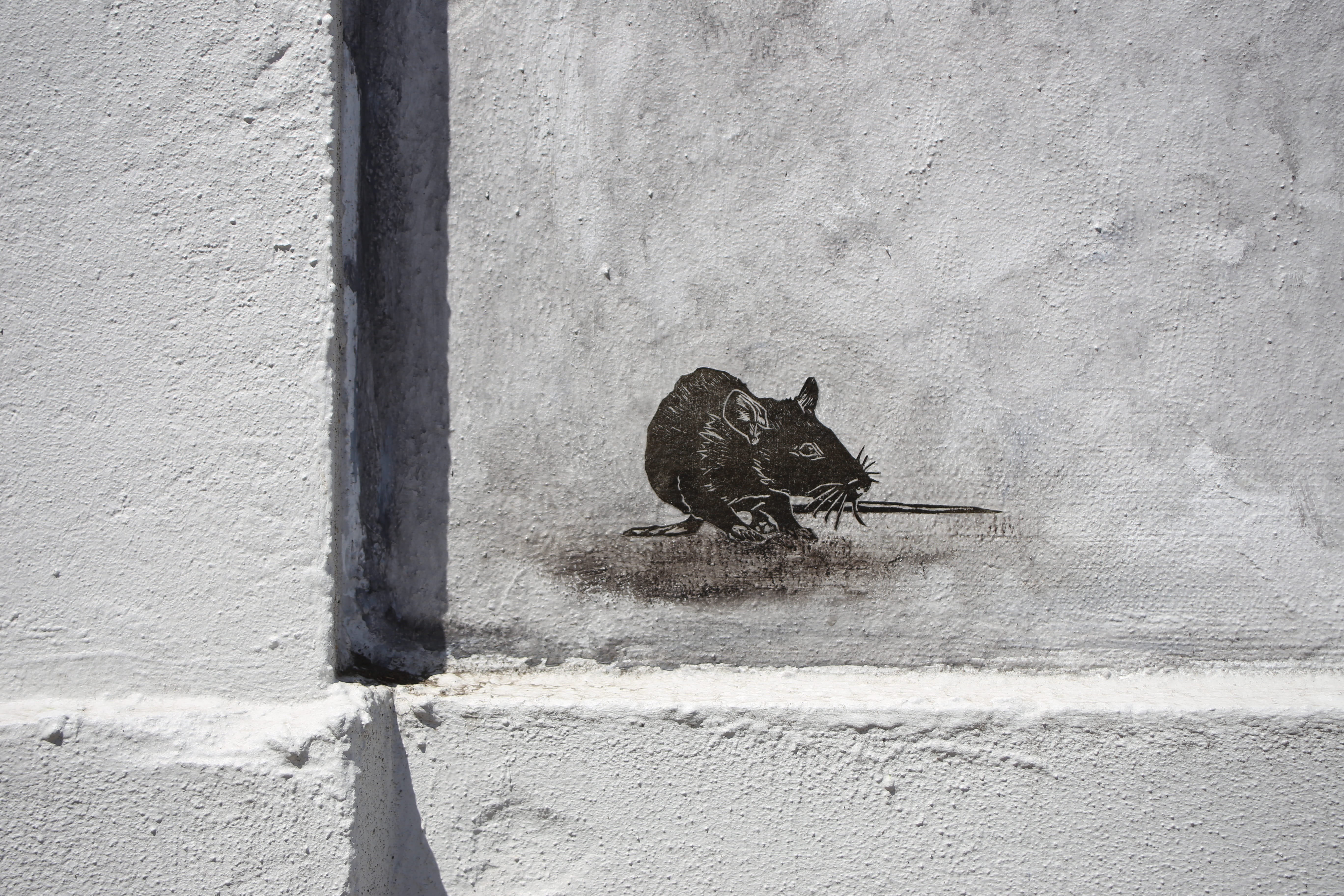 bird, sunlight, built structure, street art, wall - building feature, nature, close-up, wall, 5K, subculture, no people, graffiti, day, animal wildlife, HD Wallpaper