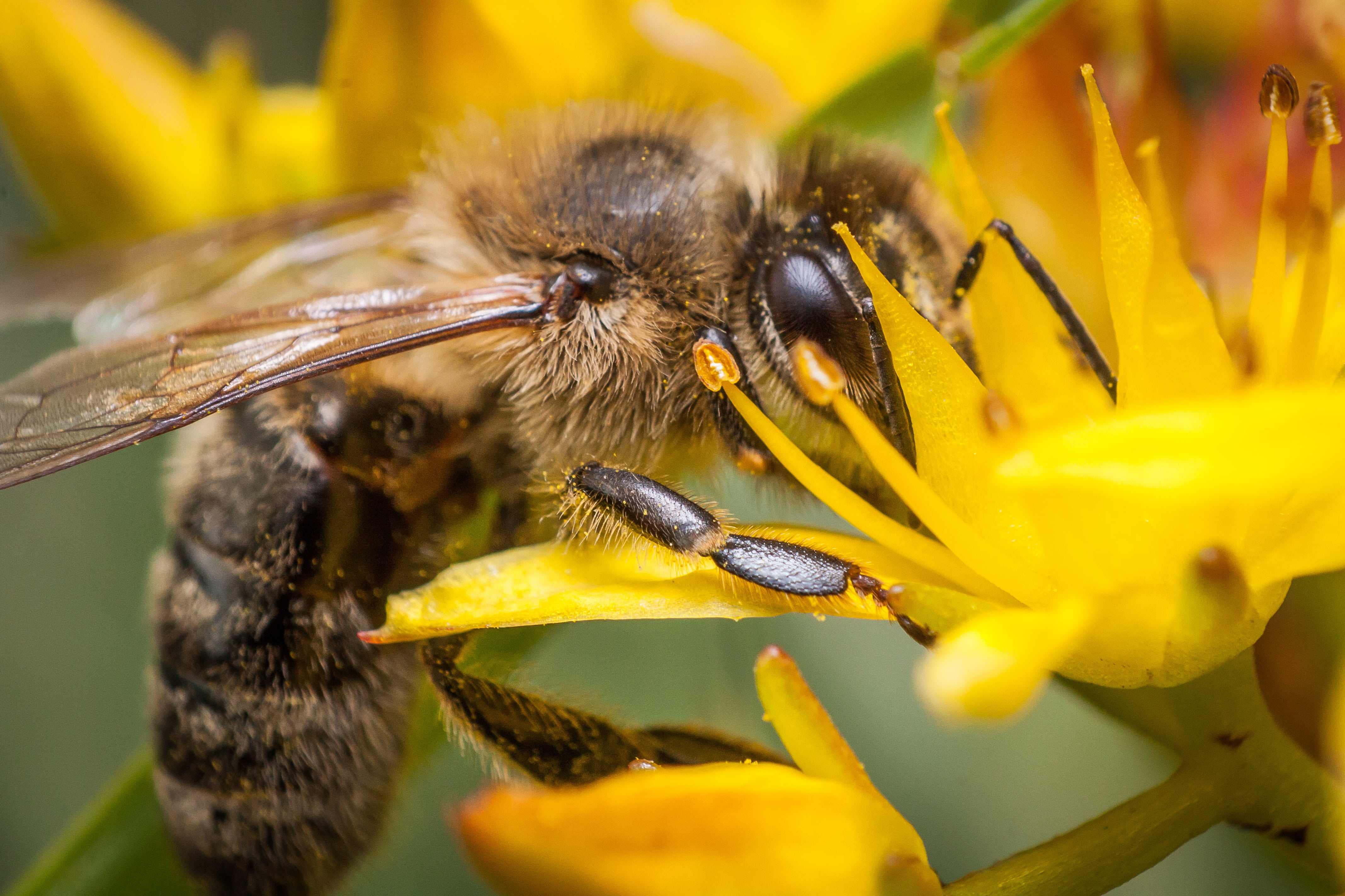 animals in the wild, plant, 4K, flora, springtime, flower head, pollen, flower, petal, flowering plant, insect, close-up, nectar, beauty in nature, fragility, HD Wallpaper
