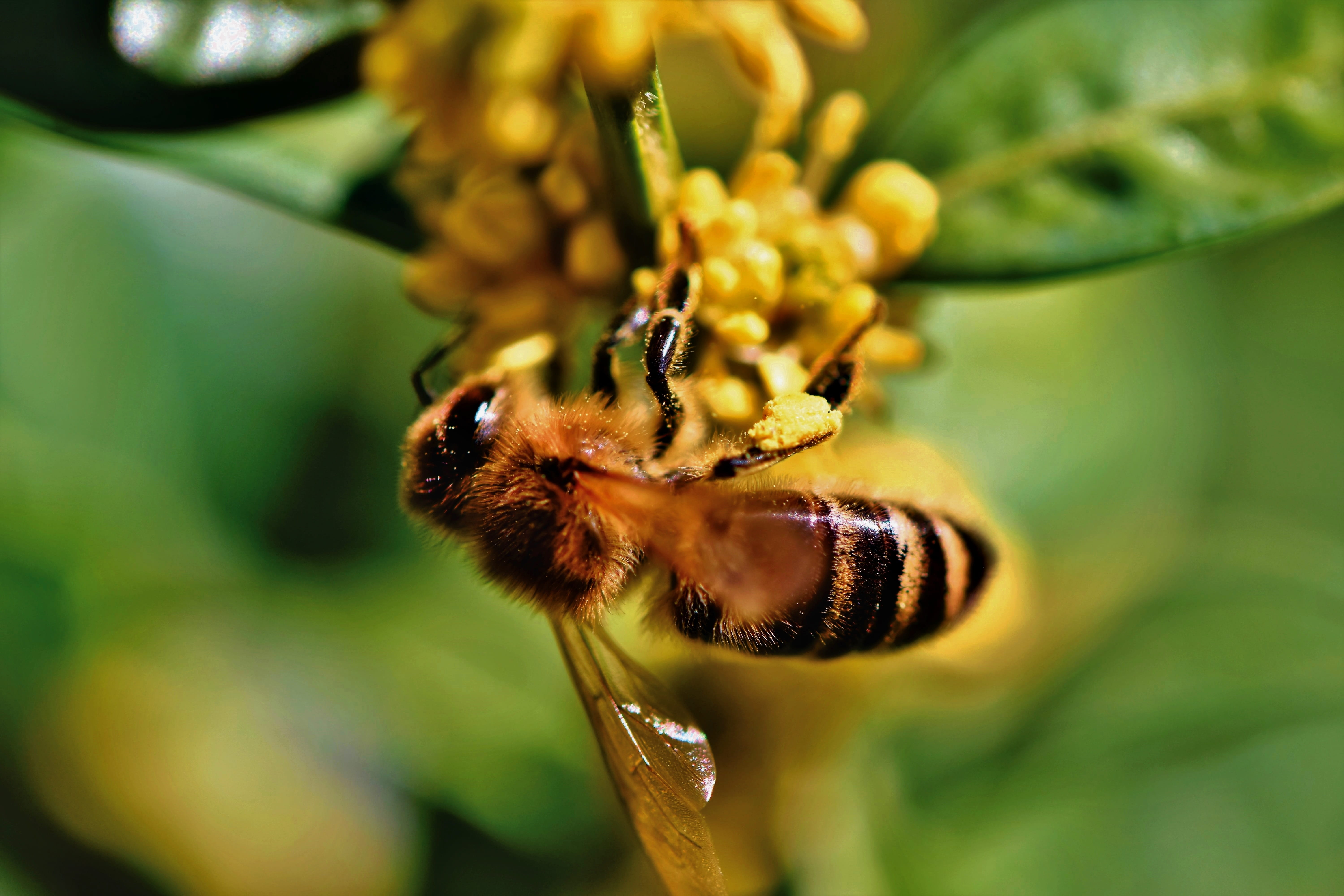 insect, beekeeping, animal world, vulnerability, pollination, honey, bee keeping, animals in the wild, fragility, flower head, focus on foreground, bumblebee, HD Wallpaper