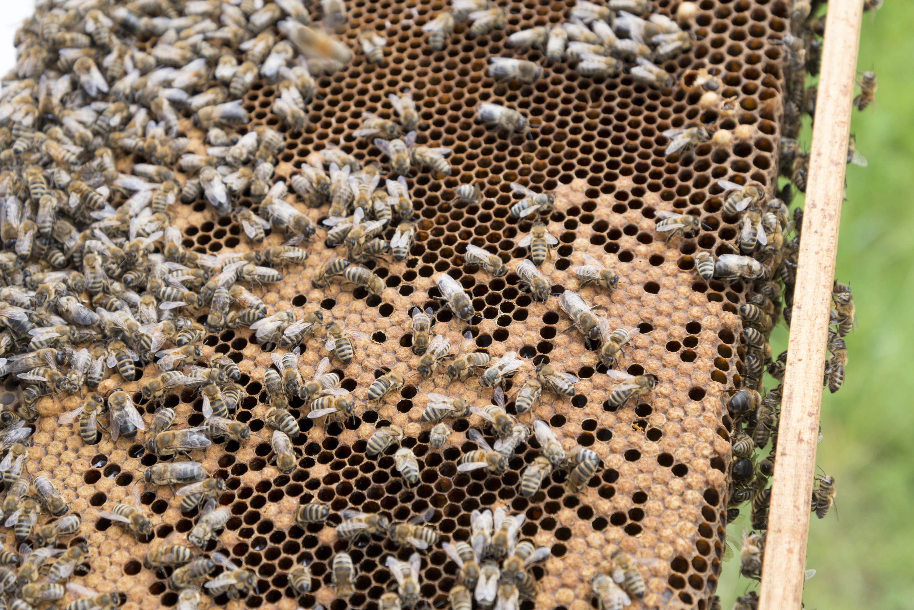 bees, honey combs, animal themes, bee breeding, animal, mammal, nature, close-up, honey production, large group of animals, no people, land, beekeeper, HD Wallpaper