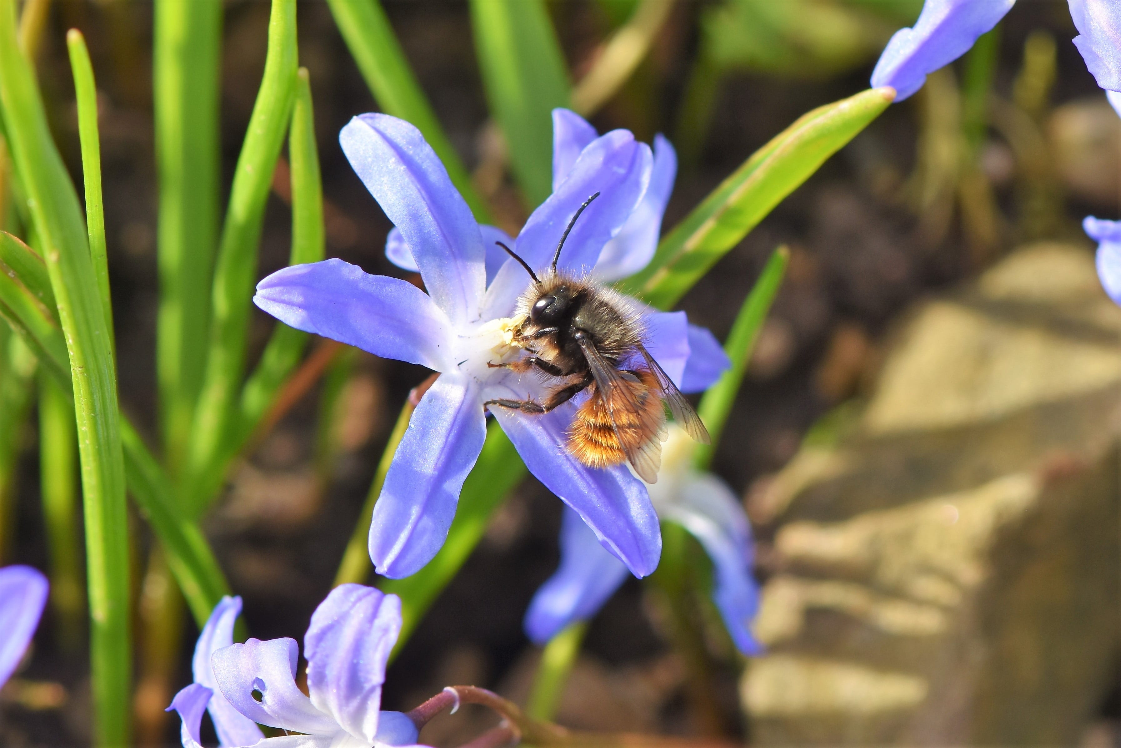 honey bee, freshness, insect, beekeeping, animal world, fly, close-up, flight insect, petal, photography, animals in the wild, invertebrate, pollination, HD Wallpaper