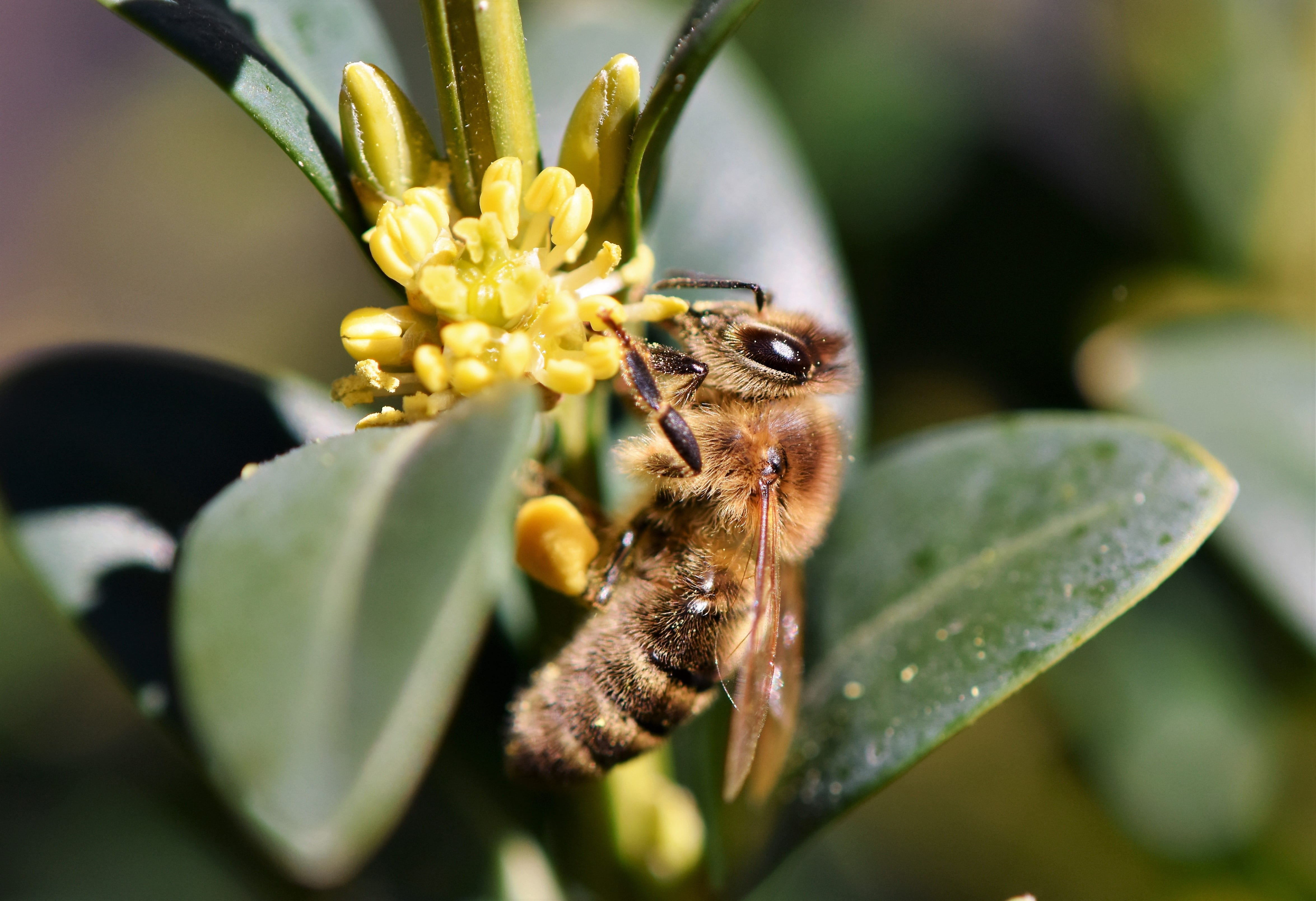 growth, fly, flower head, pollination, beekeeping, yellow, flowering plant, animal wildlife, honey, vulnerability, nature, no people, beauty in nature, HD Wallpaper