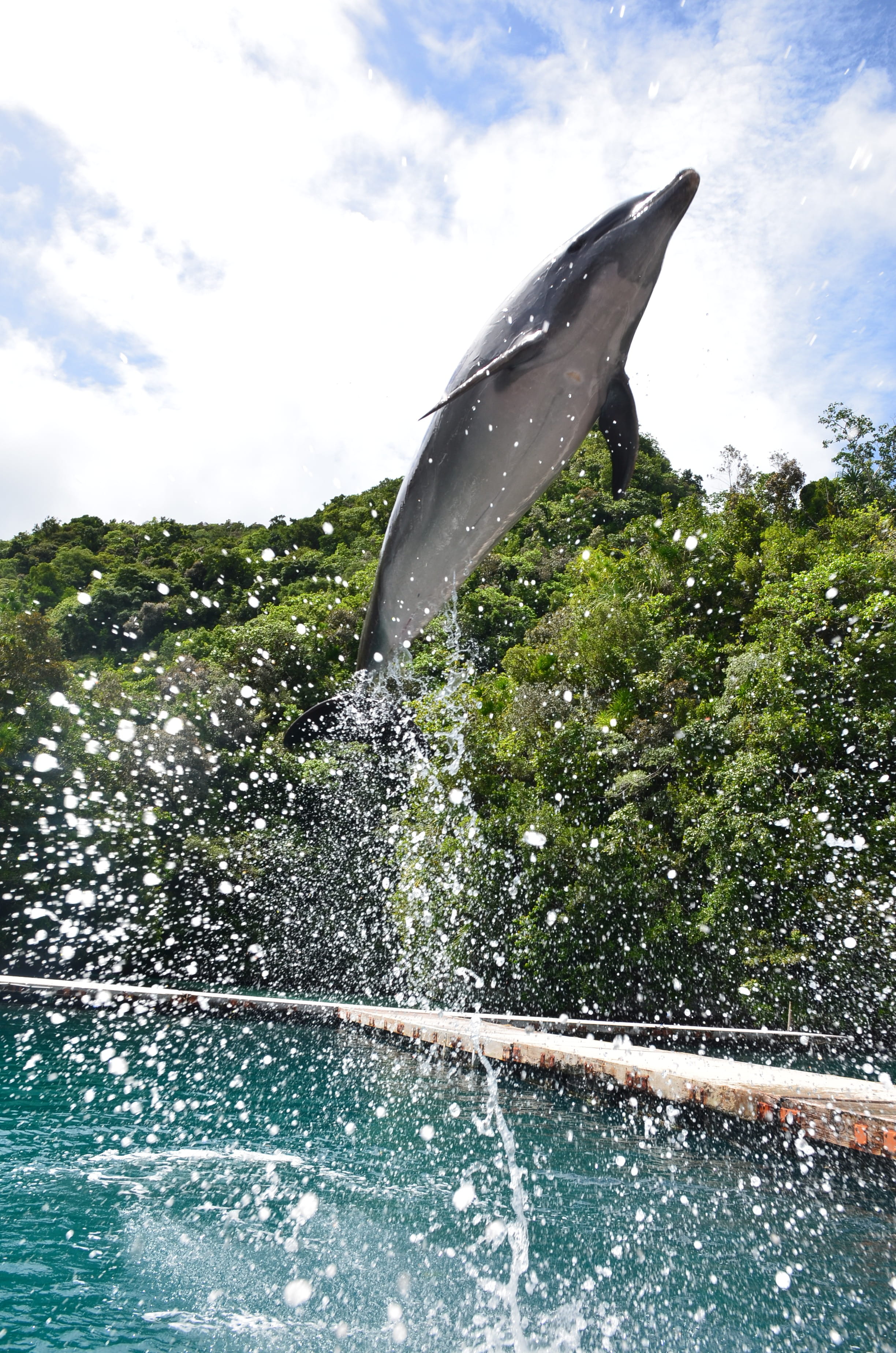 animals in the wild, swimming, playful, park, creature, no people, outdoors, playing, one animal, tree, mammal, Jump, aquatic, 2K, leaping, captivity, Phone HD Wallpaper
