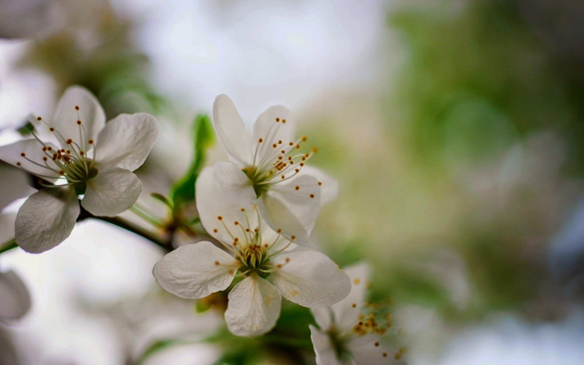 field, depth of field, depth, nature, closeup, flowers, 1080P, macro, HD Wallpaper
