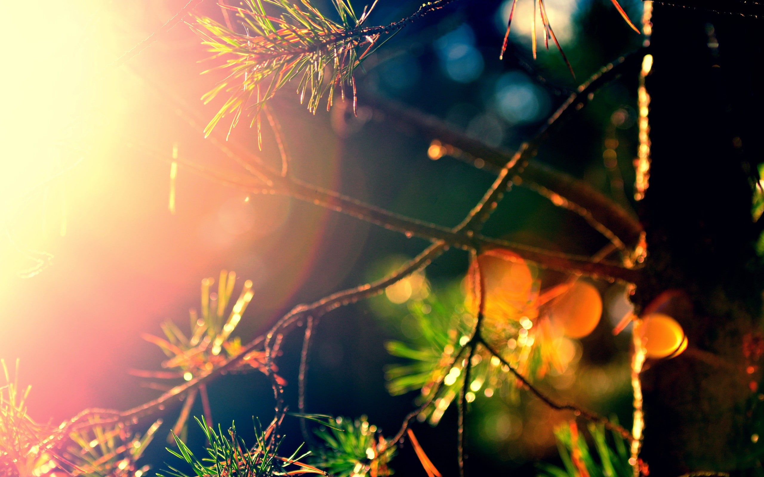 fields, art, depth, nature, leaves, bokeh, 2K, field, macro, hd, depth of field, sunlight, branches, HD Wallpaper