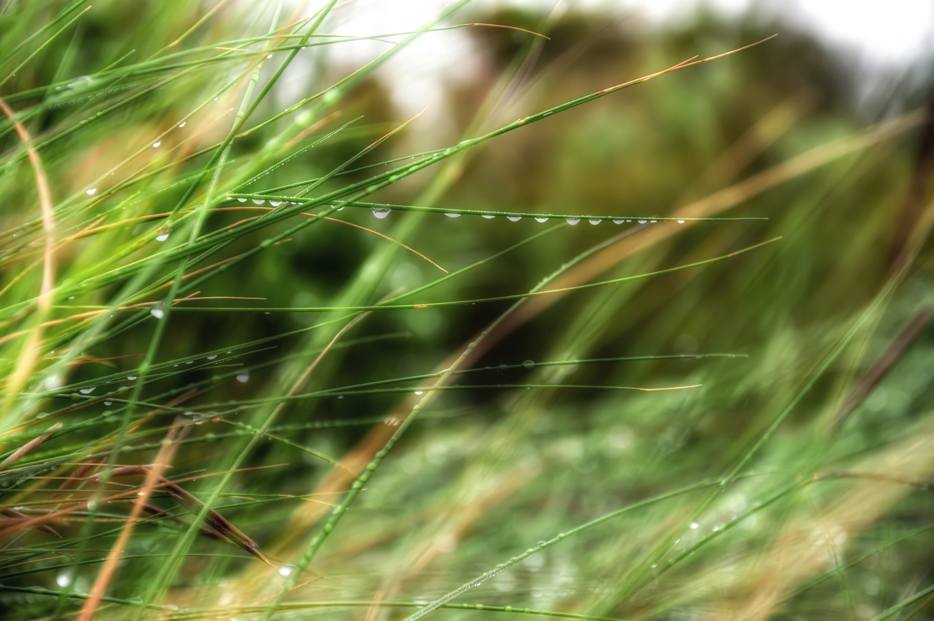 dew, nature, hd, depth, field, macro, depth of field, fields, grass, art, 2K, HD Wallpaper