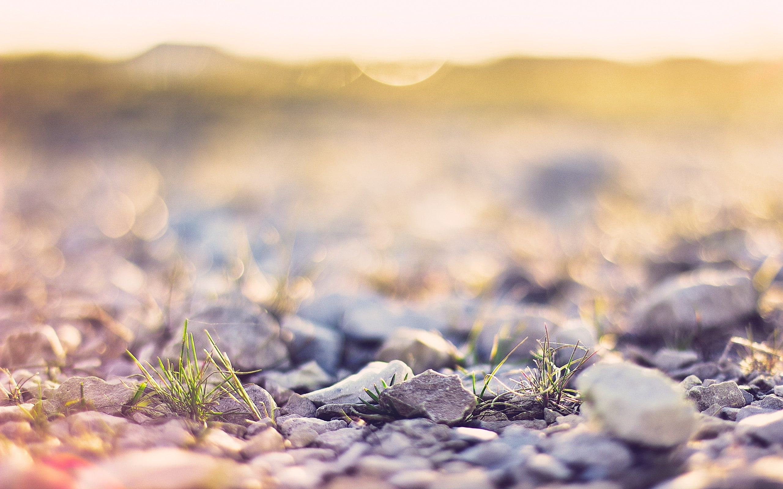 nature, ground, 2K, fields, hd, art, x, depth, field, depth of field, macro, HD Wallpaper