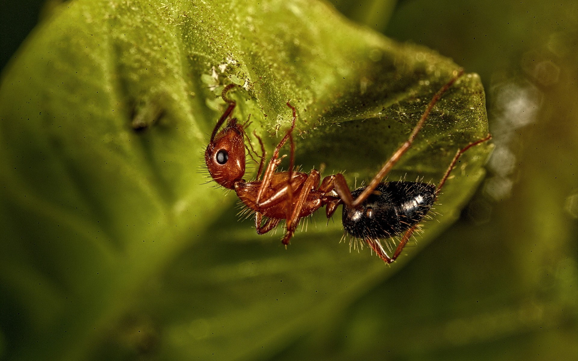 insect, 1920x1200, depth of field, leaves, 1080P, ants, field, nature, depth, HD Wallpaper