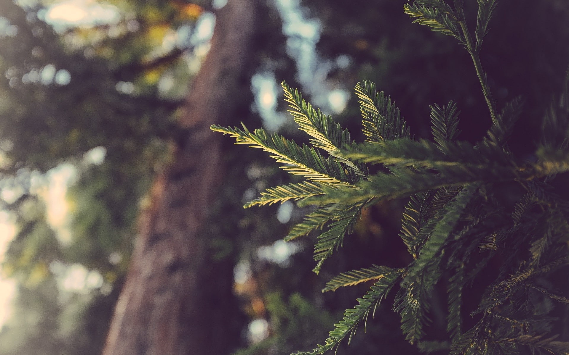 field, depth, trees, nature, depth of field, sunlight, green, 1080P, conifer, pine, tree, leaves, macro, HD Wallpaper
