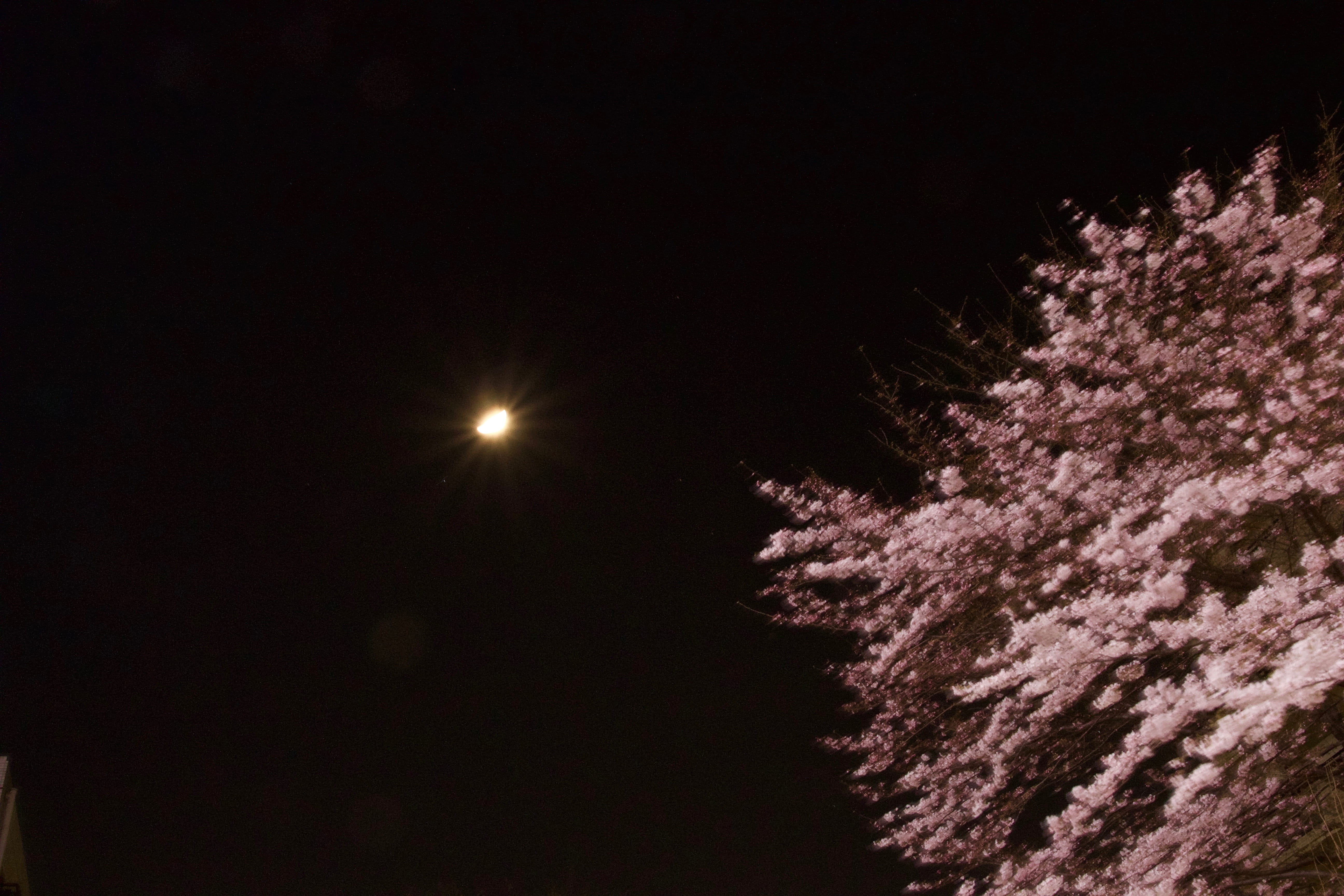 outdoors, 5K, plant, nature, japan, dark, beauty in nature, no people, scenics - nature, low angle view, full moon, asia, sagamiono, sakura, kanagawa, HD Wallpaper