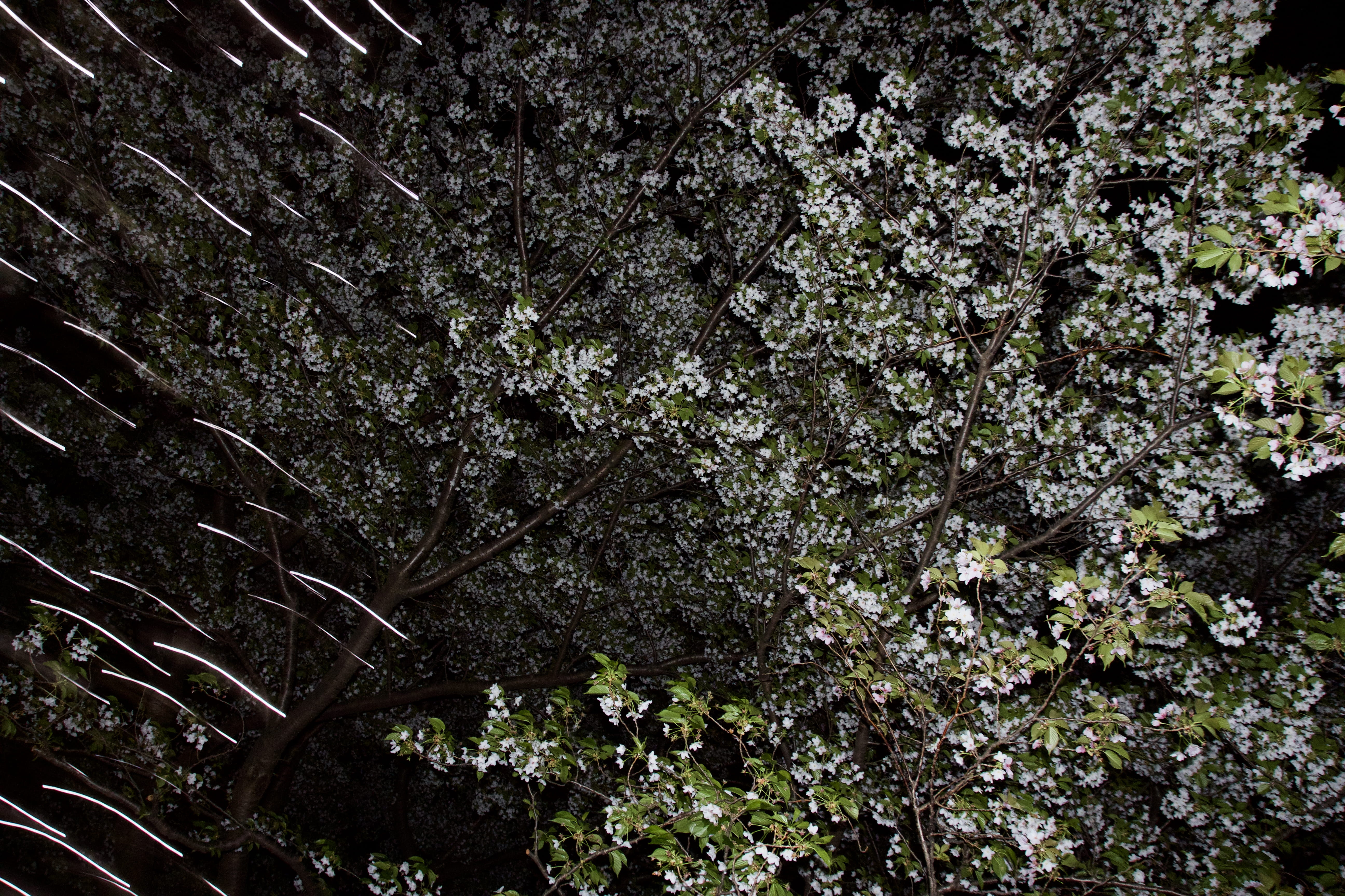 sagamiono, nature, flowering plant, full frame, springtime, freshness, close-up, night, cherry, low angle view, plant, sagamihara, fragility, branch, tranquility, HD Wallpaper