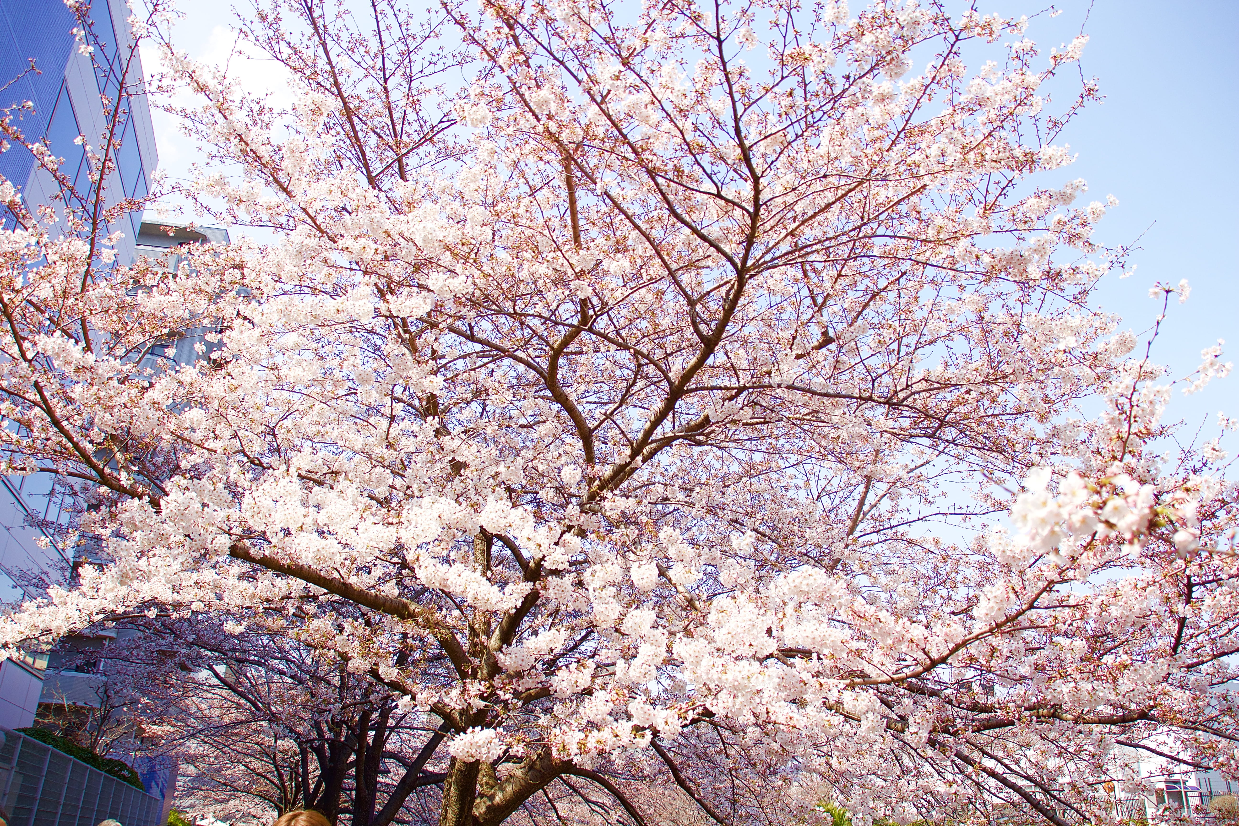 low angle view, 5K, branch, day, flowering plant, flower, pink color, sakura, cherryblossom, blossom, freshness, springtime, japan, tree, plant, spring, HD Wallpaper
