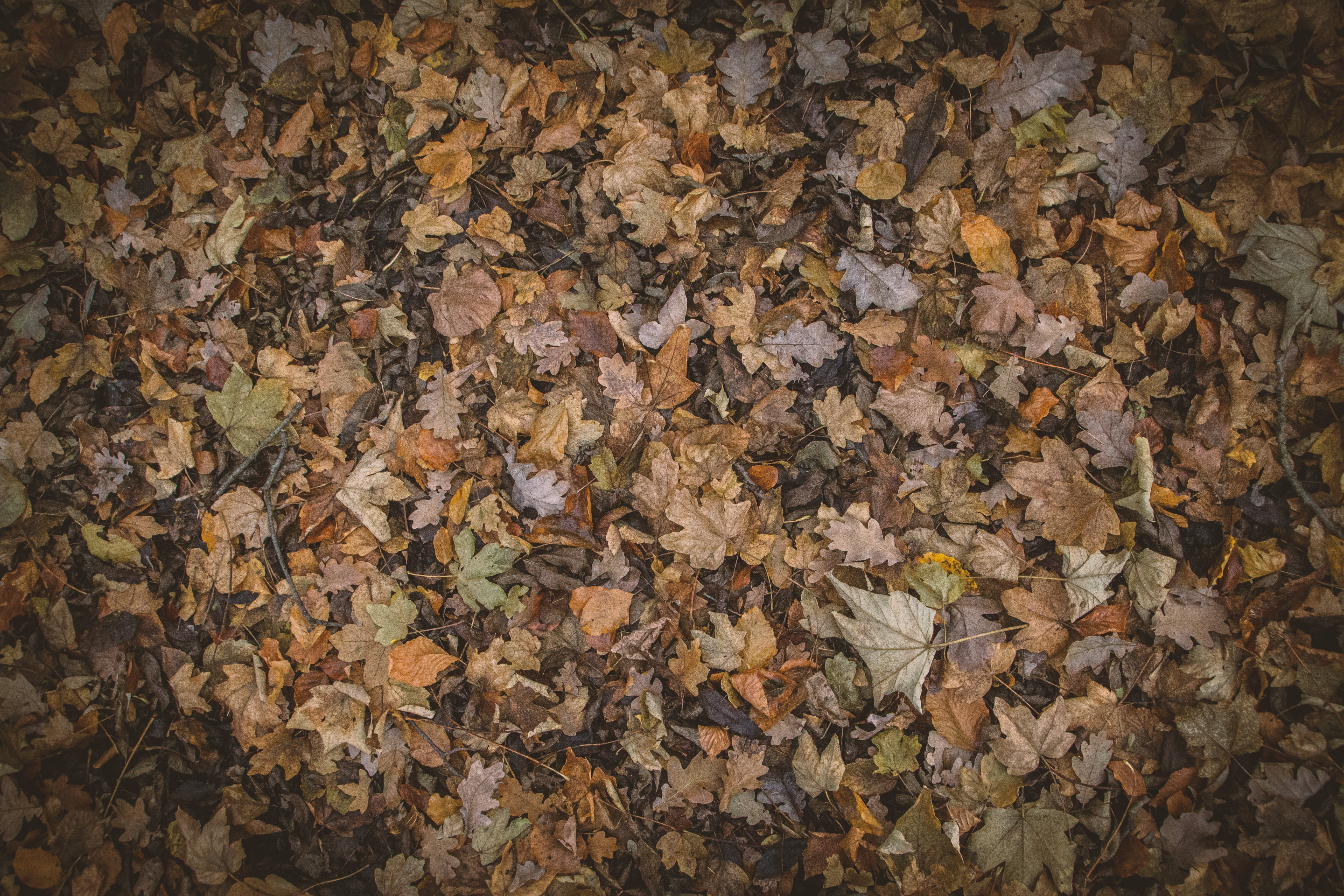 no people, natural condition, textured, large group of objects, autumn collection, change, full frame, leaf, fall, backgrounds, plant part, 5K, high angle view, HD Wallpaper