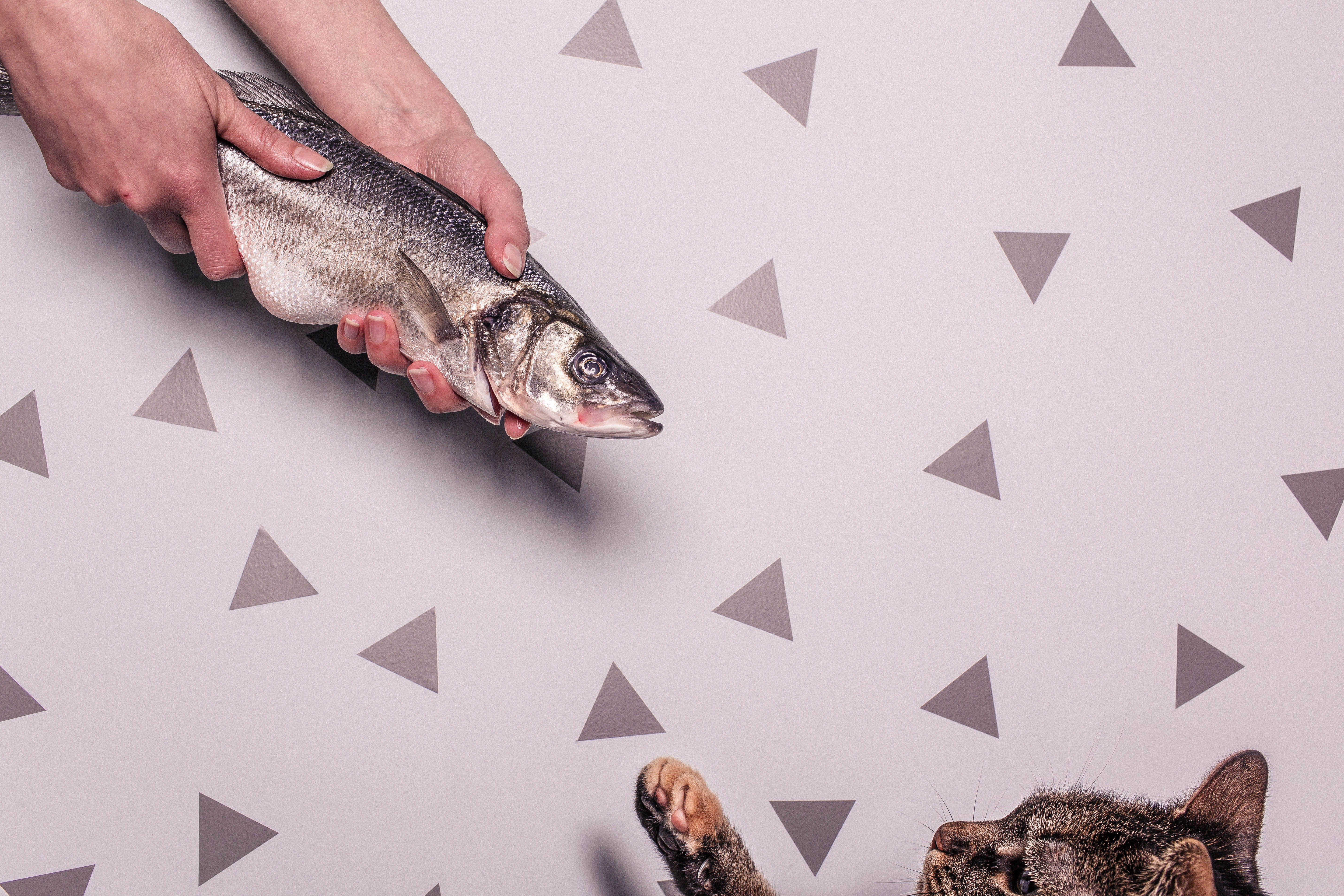 holding, person, grey, people, seafood, lazy, kitty, indoors, food, one person, studio shot, body part, adult, human limb, animals, hungry, animal, 5K, HD Wallpaper