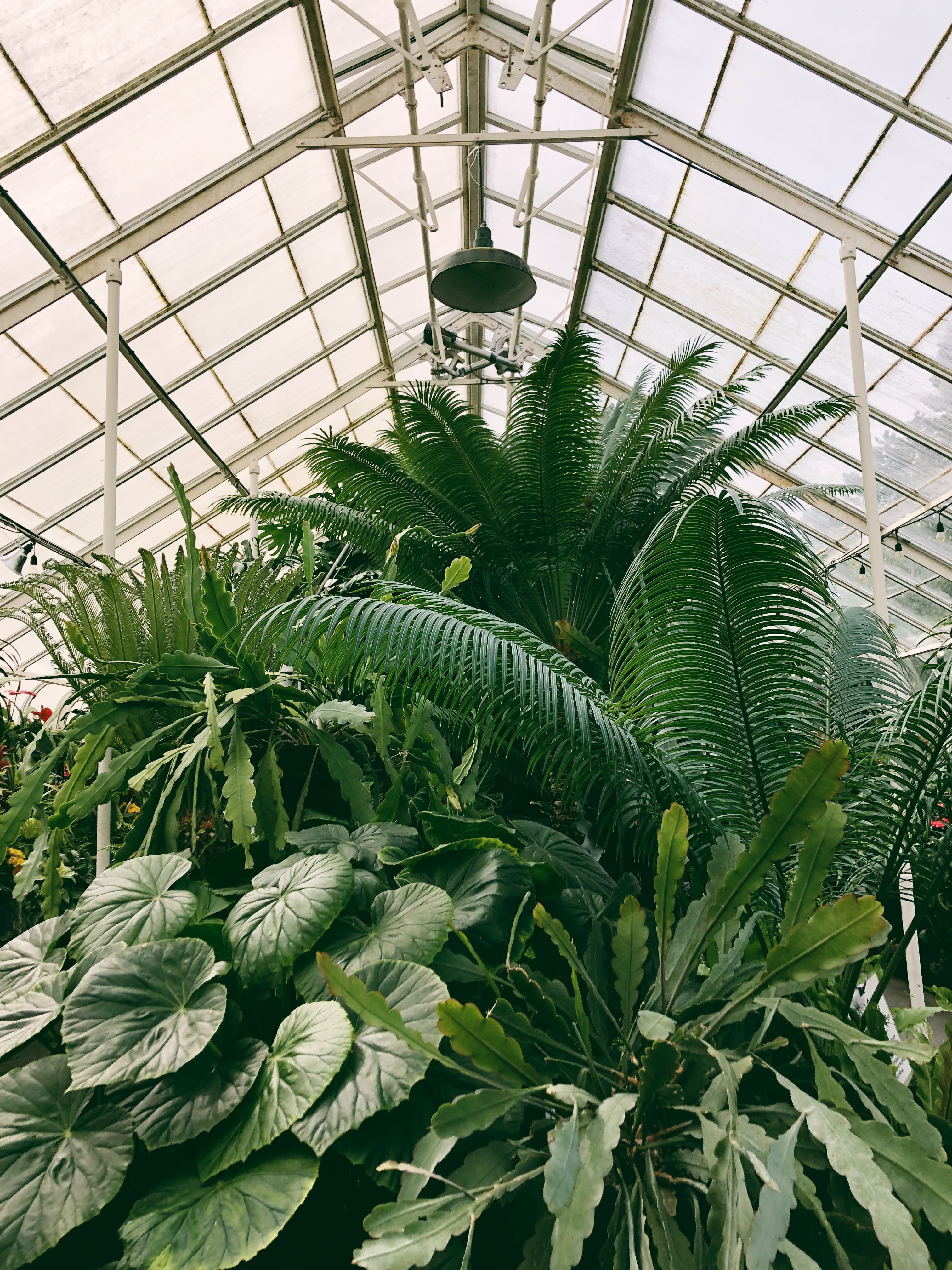 jungle, seattle, plantation, food, window, nature, plant nursery, plant part, beauty in nature, low angle view, agriculture, skylight, rainforest, architecture, Phone HD Wallpaper
