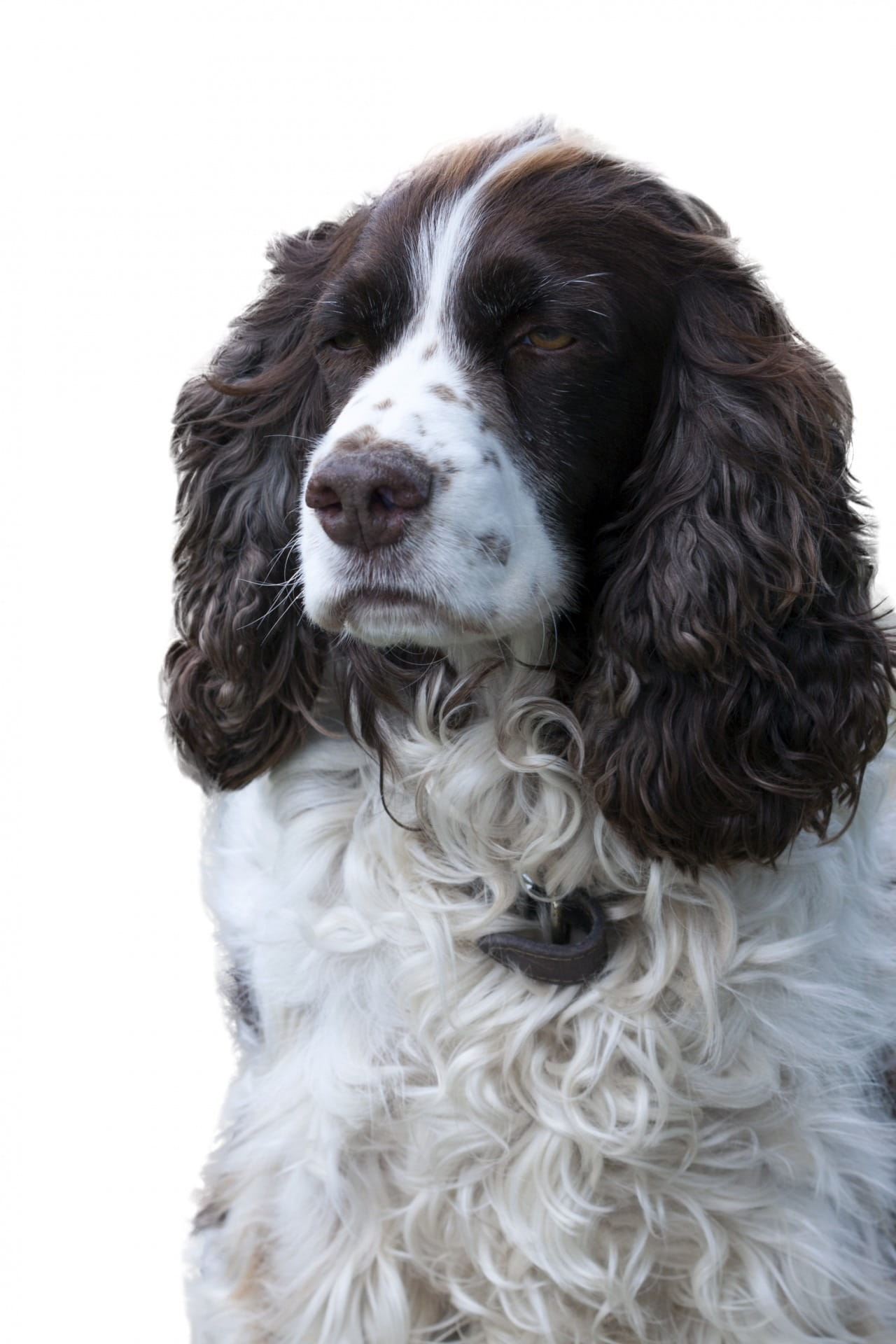 mammal, canine, indoors, brown, vertebrate, isolated, springer spaniel, english springer spaniel, pedigree, animal, looking away, snout, animal hair, animal head, Phone HD Wallpaper