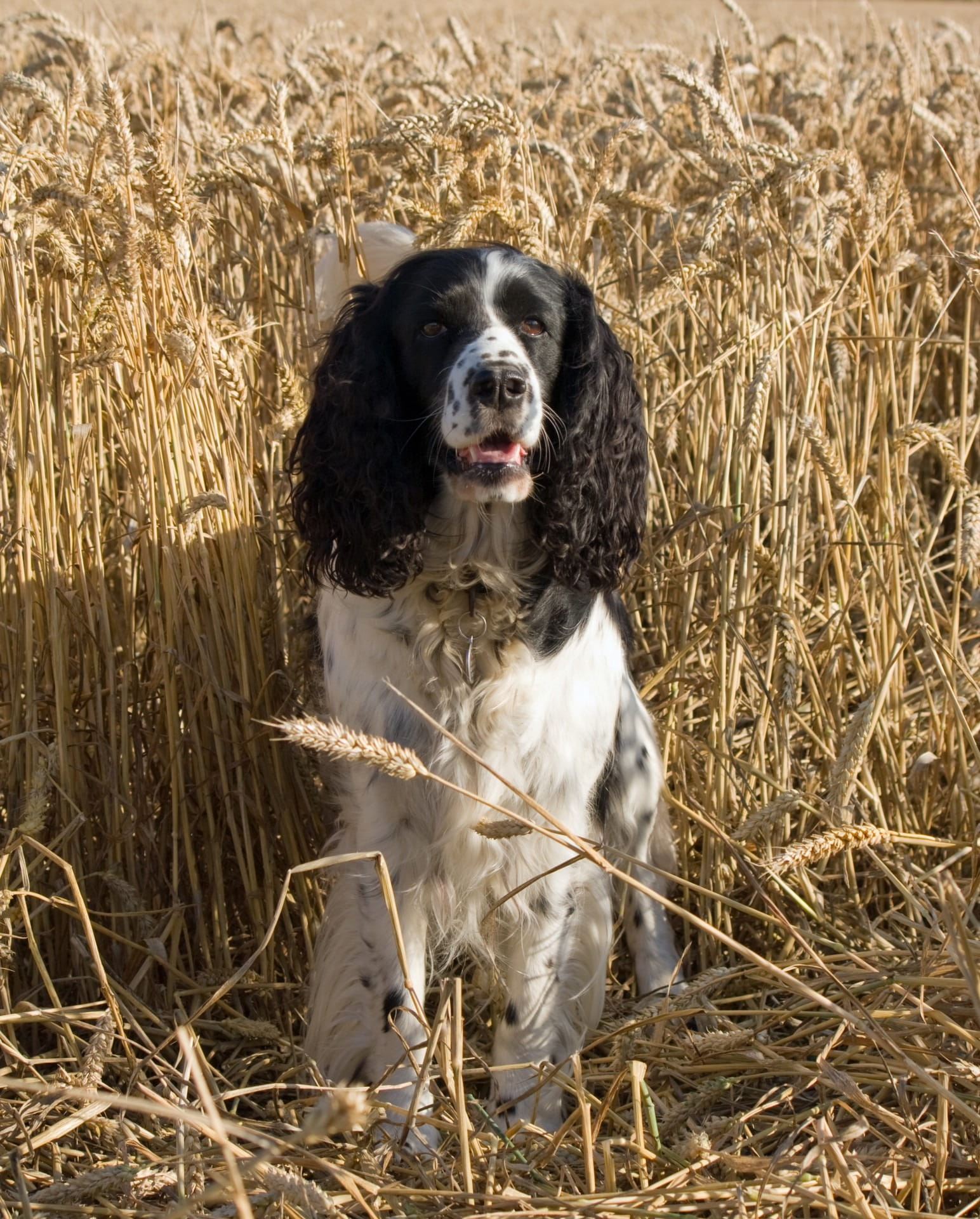 Springer, pet, vertebrate, wheat, Dog, sitting, day, outdoors, plant, animal, 1080P, no people, Spaniel, springer spaniel, white, black, border collie, Phone HD Wallpaper