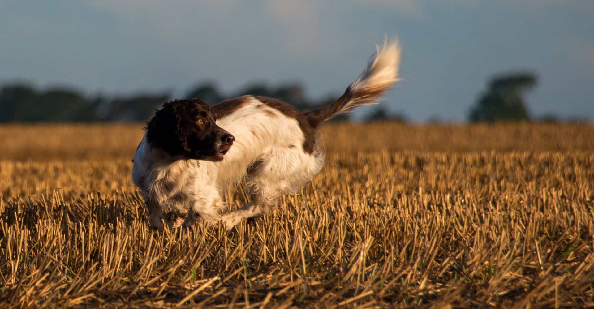 English Springer Spaniel, Dogs, Dog, Pet, 1080P, HD Wallpaper