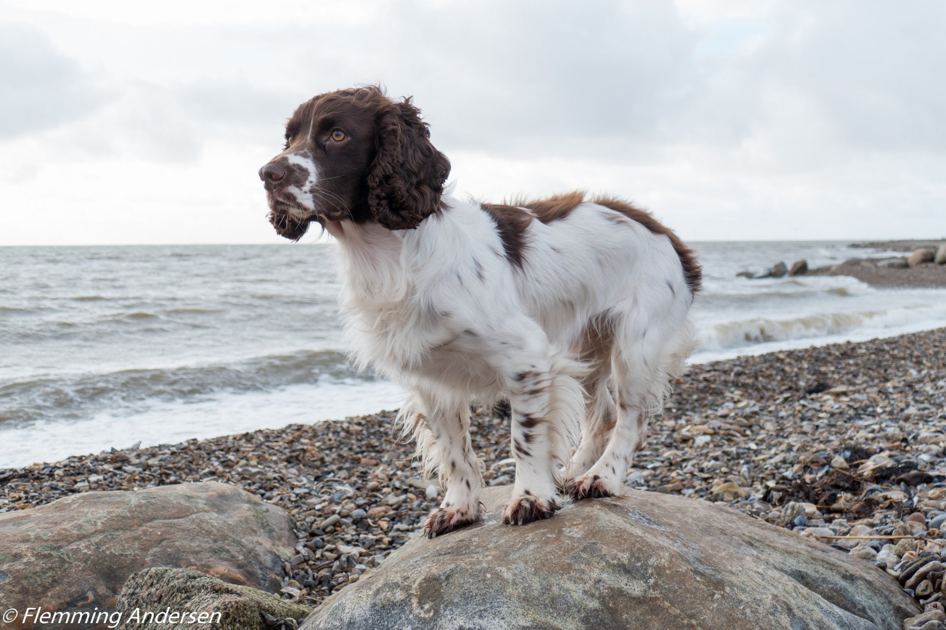 Dogs, English Springer Spaniel, 1080P, HD Wallpaper
