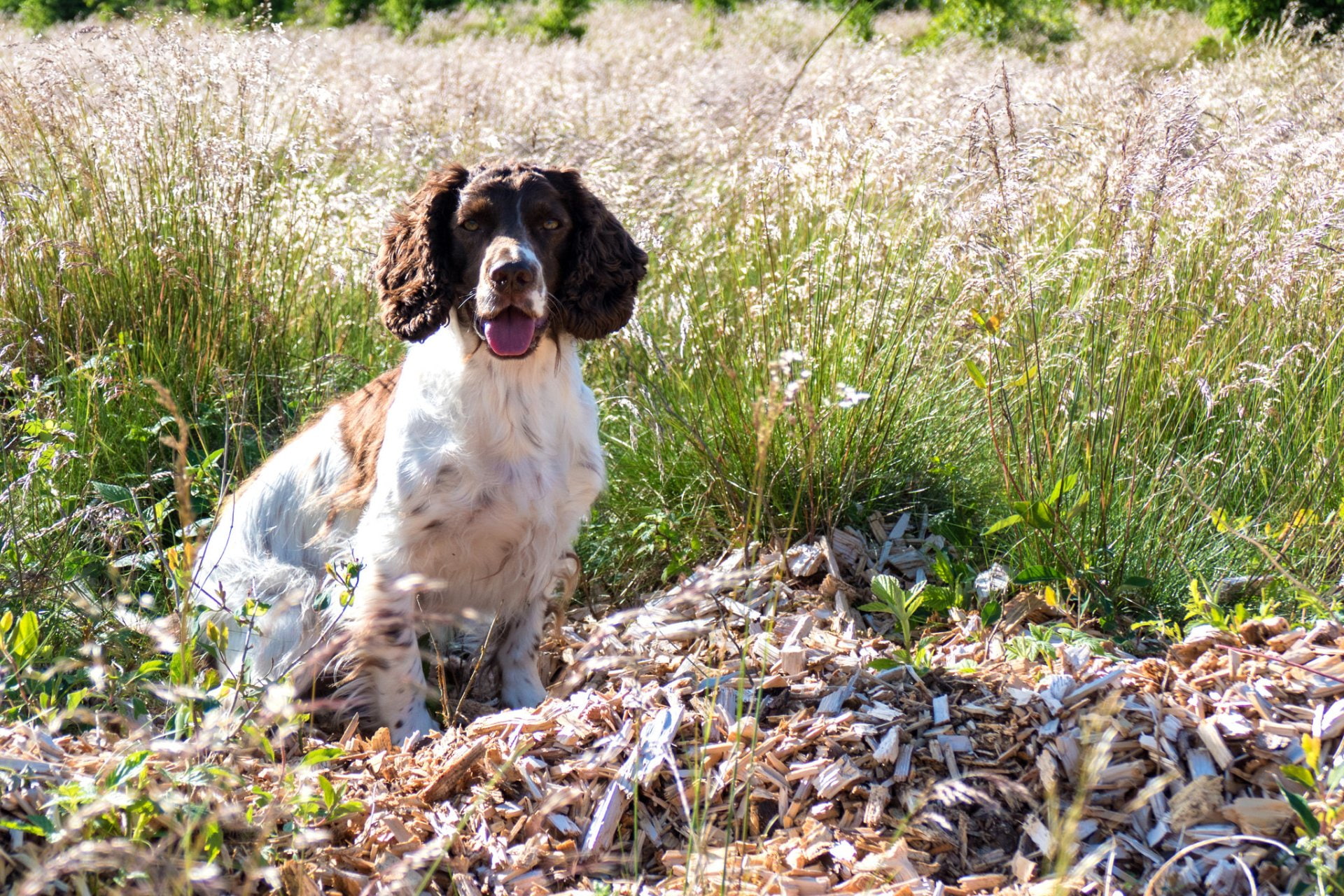 1080P, Dogs, English Springer Spaniel, HD Wallpaper