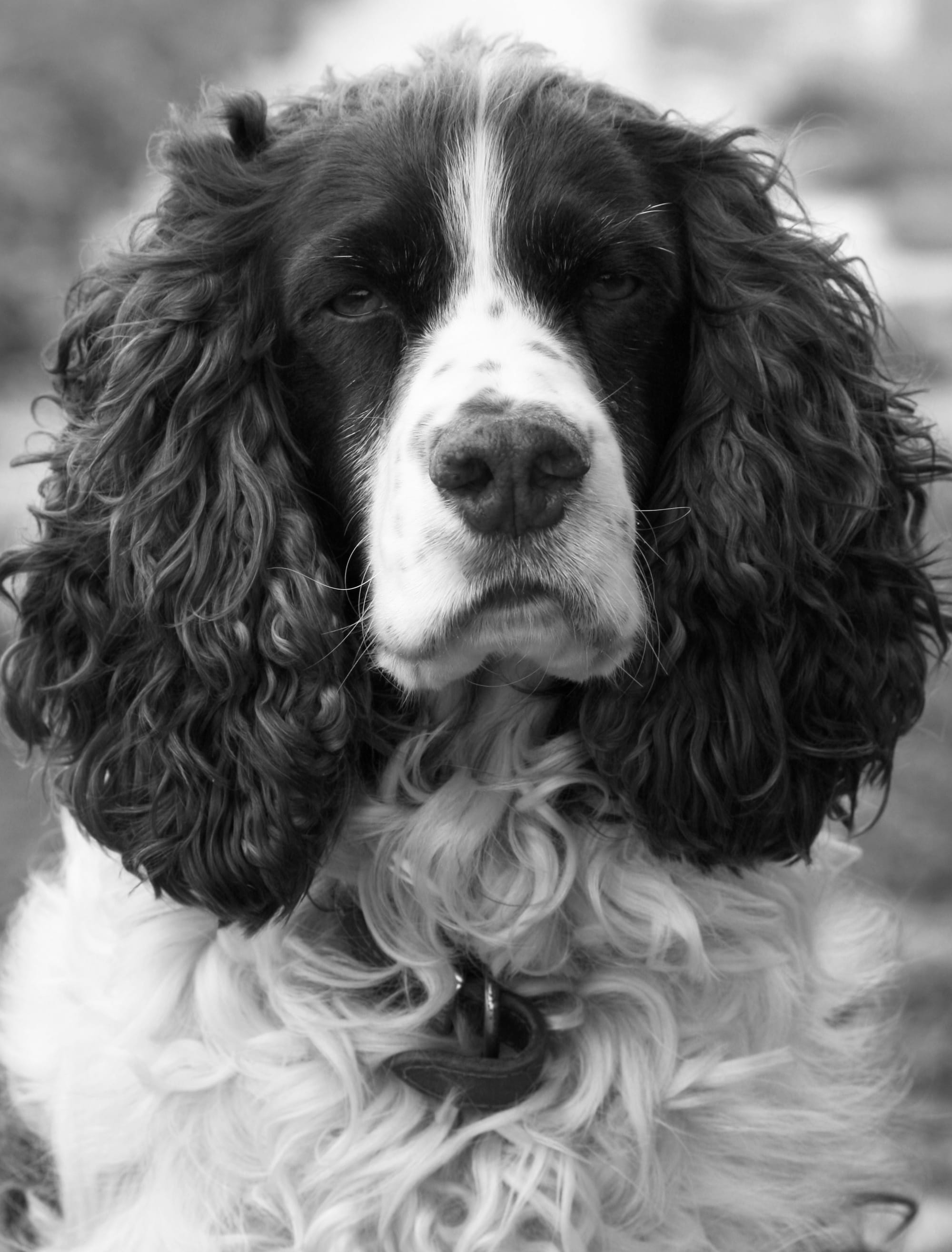 outdoor, monochrome, breed, pet, close-up, animal themes, spaniel, springer, pets, portrait, hair, handsome, focus on foreground, animal head, snout, mammal, Phone HD Wallpaper