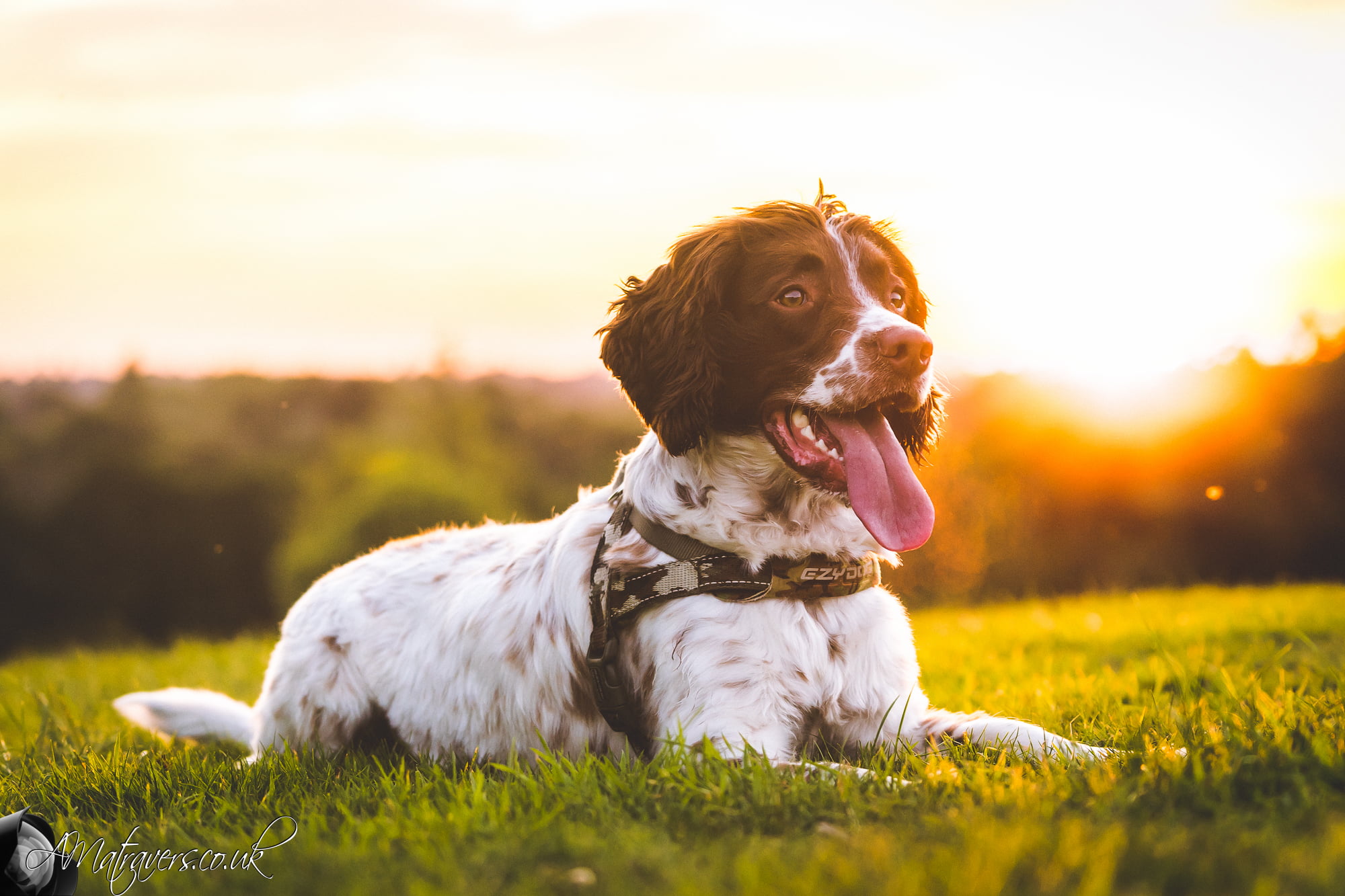 springer  spaniel, black, sony  a7, white, weather, sun, coated, 1080P, english, dog, sunset, Rolo, HD Wallpaper