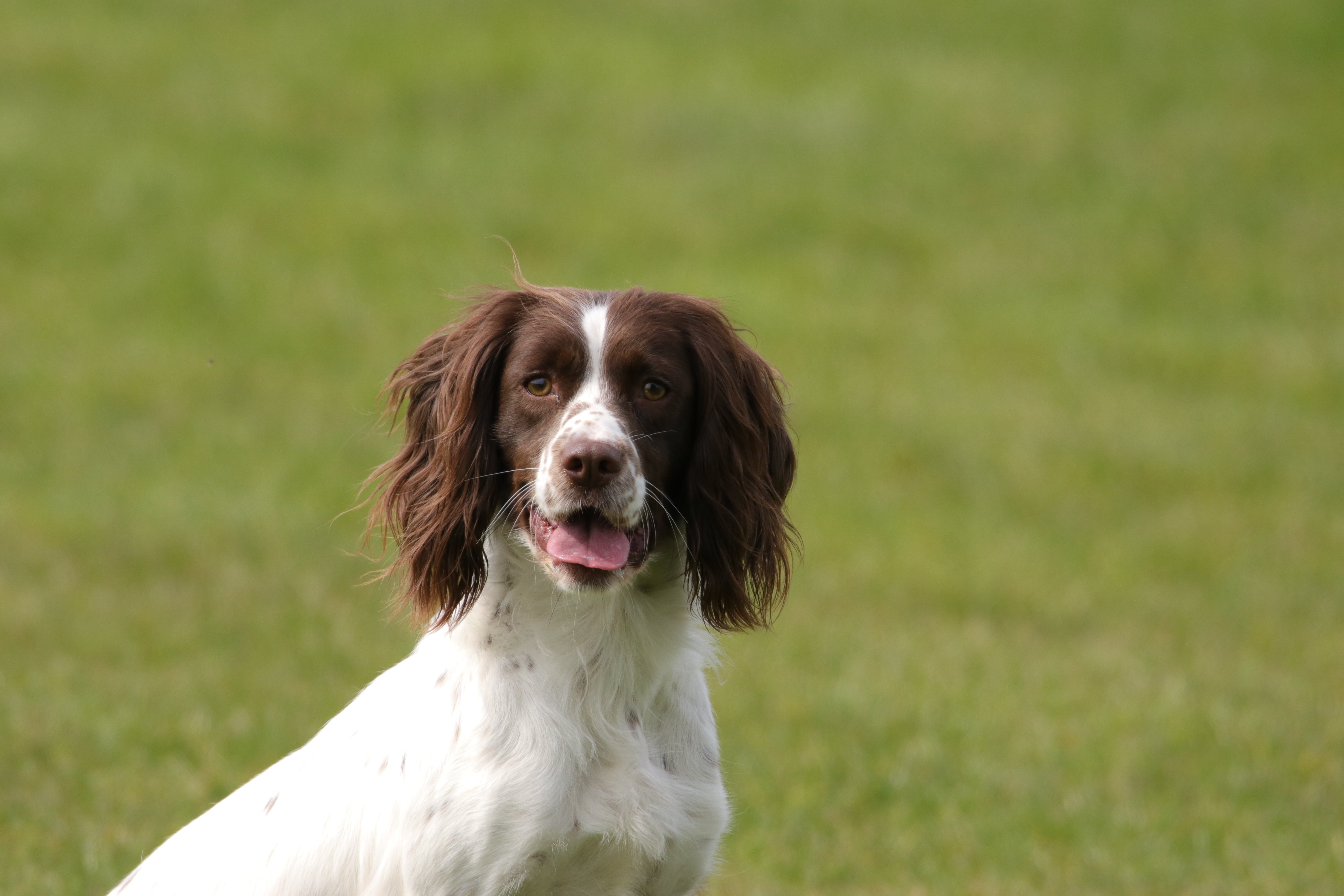 animal tongue, pedigree, gun-dog, panting, outdoors, pets, looking at camera, breed, doggy, 5K, nature, focus on foreground, spaniel, retriever, grass, HD Wallpaper