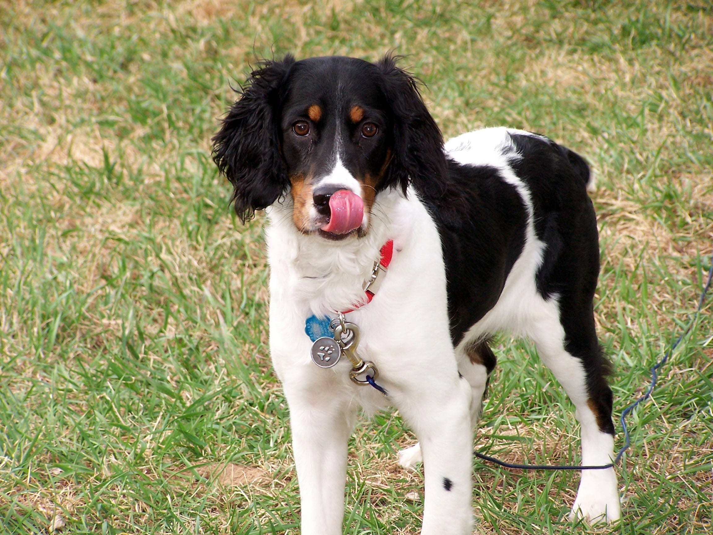 collar, hunt, border collie, pup, doggy, field, pets, plant, one animal, spaniel, grass, pet collar, springer, nature, animal mouth, domestic, no people, HD Wallpaper