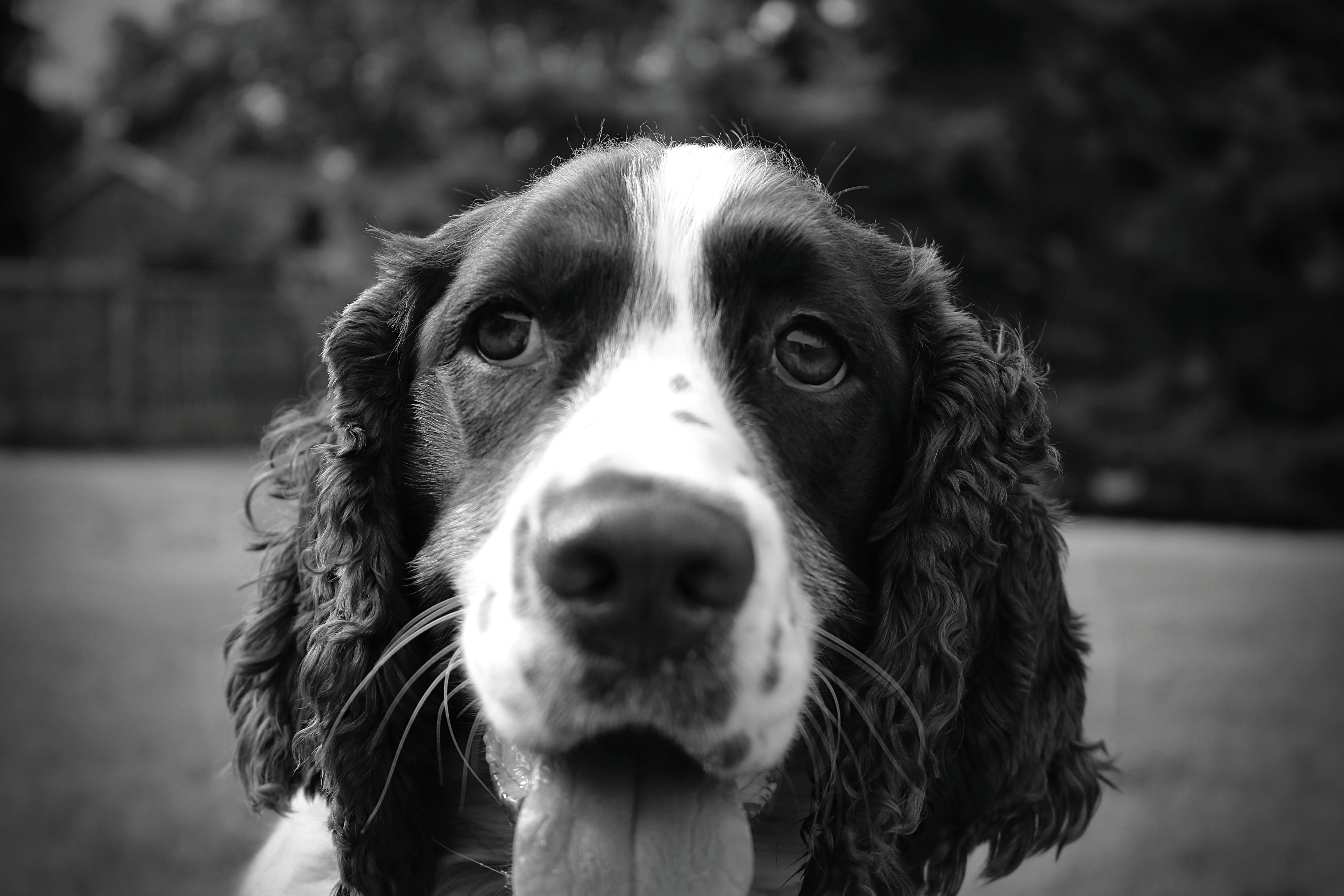 animal eye, day, domestic animals, one animal, vertebrate, close-up, dog, sweet, english, 5K, looking at camera, canine, puppy, spaniel, portrait, springer, HD Wallpaper