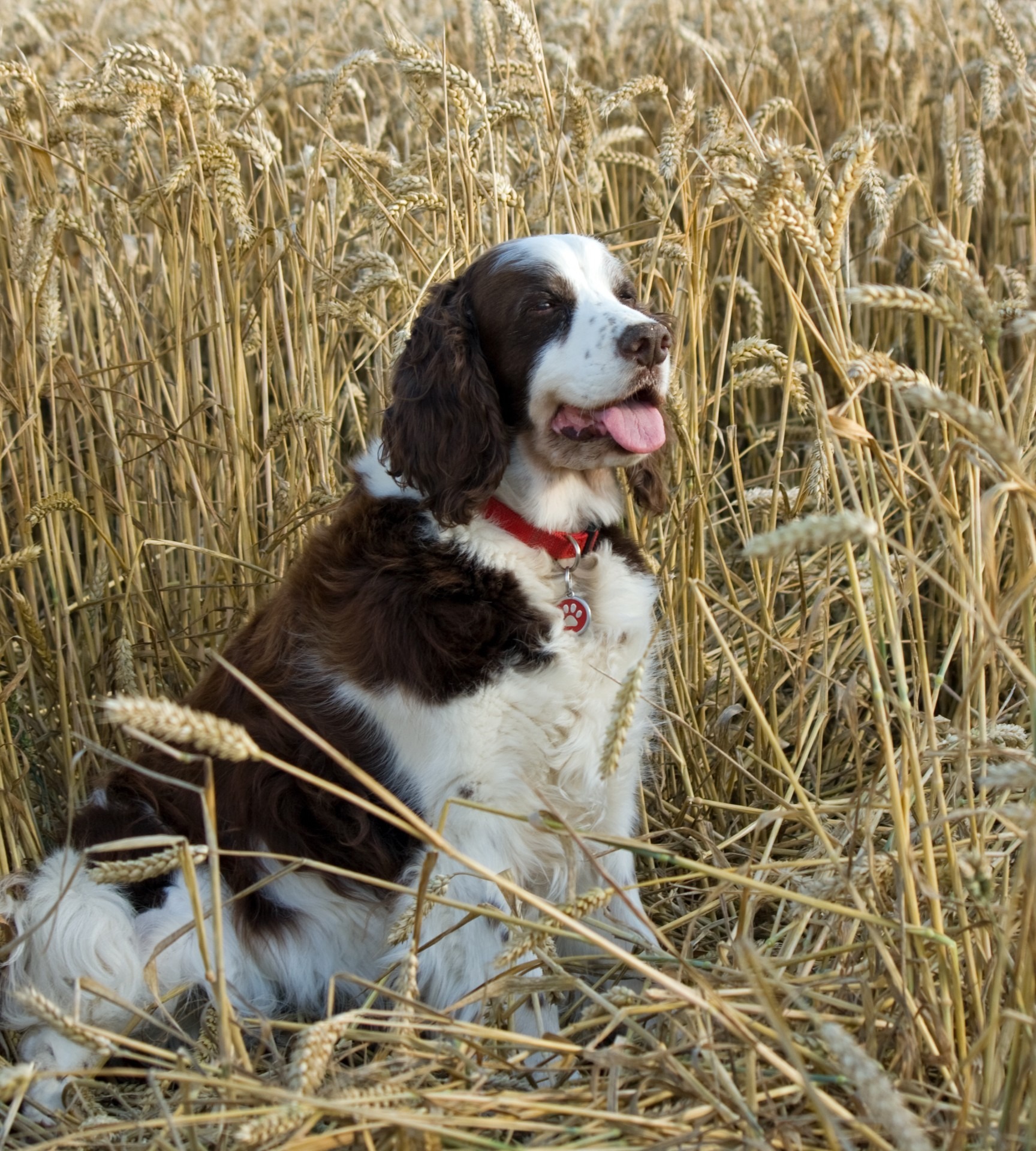 farm, english springer spaniel, wheat, white, pedigree, canine, animal, grain, crops, field, dog, land, agriculture, nature, springer, mouth open, adult, Phone HD Wallpaper