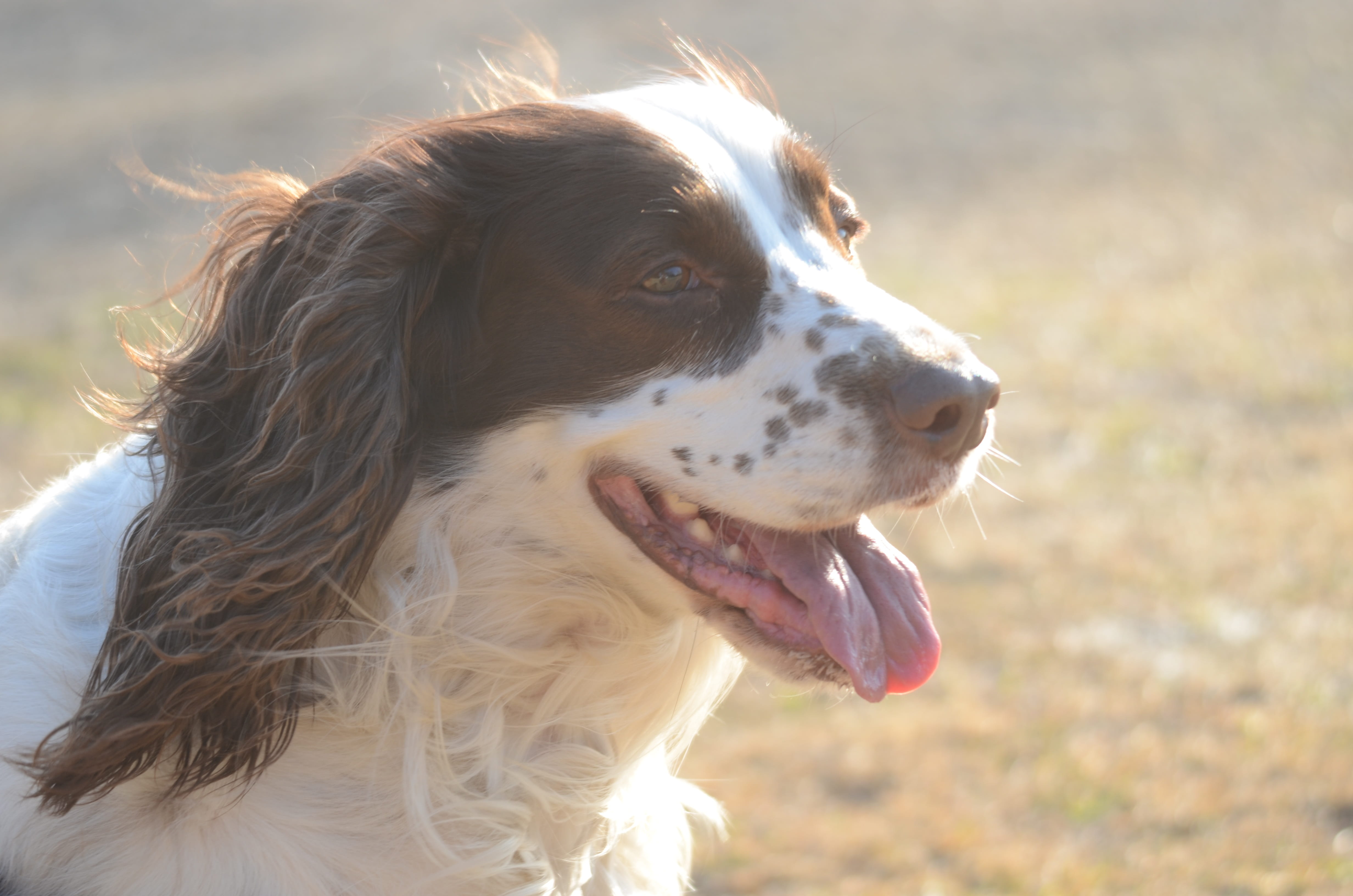 sunlight, head, purebred, animal tongue, happiness, animal head, animal themes, domestic, land, day, no people, vertebrate, close-up, pets, nature, outdoors, HD Wallpaper