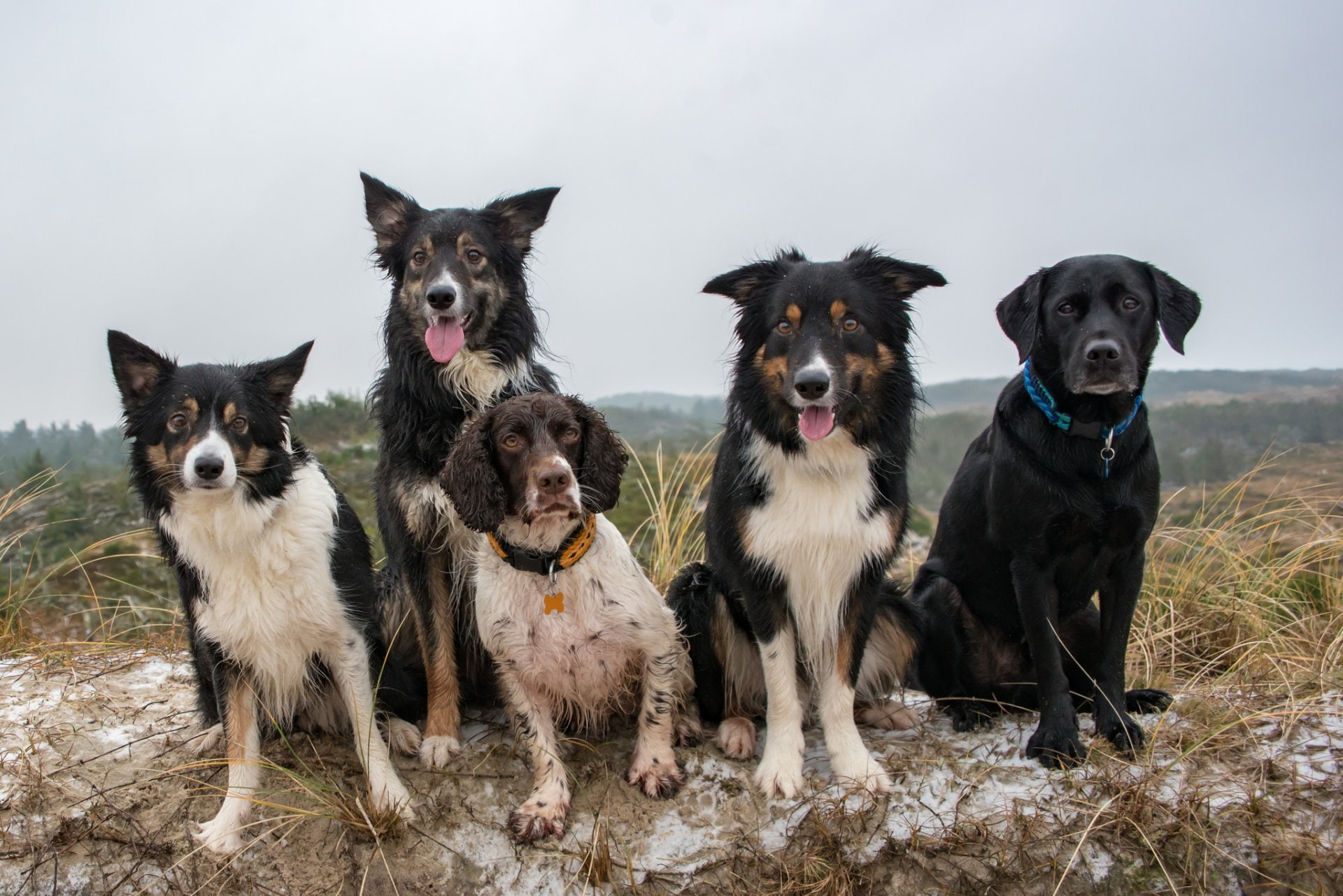 English Springer Spaniel, Pet, Dogs, Labrador Retriever, Dog, 1080P, HD Wallpaper