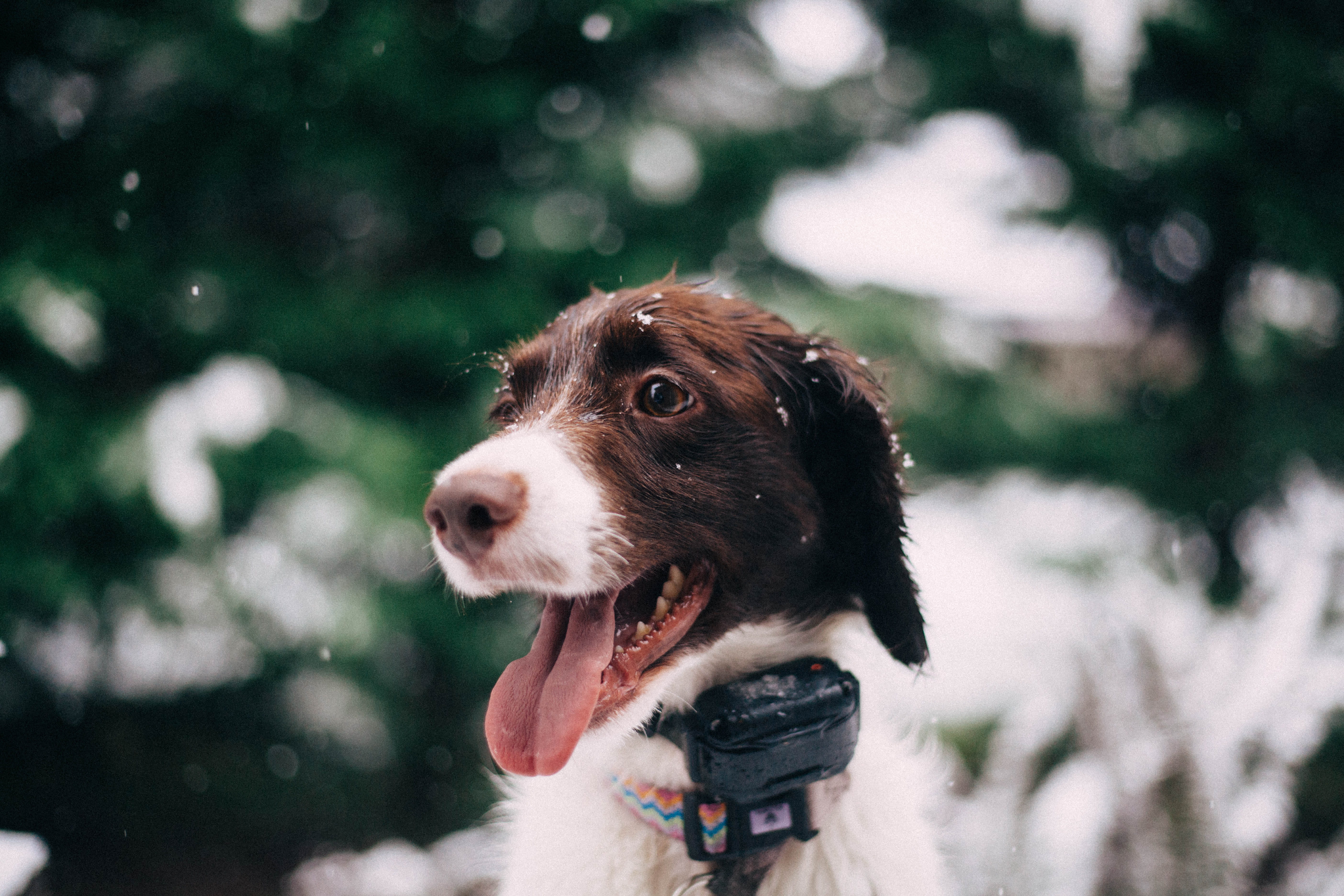 animal head, winter, outdoors, focus, english springer, snowing, long, doggo, spaniel, canine, looking away, coated, photography, small, tongue, brown, HD Wallpaper