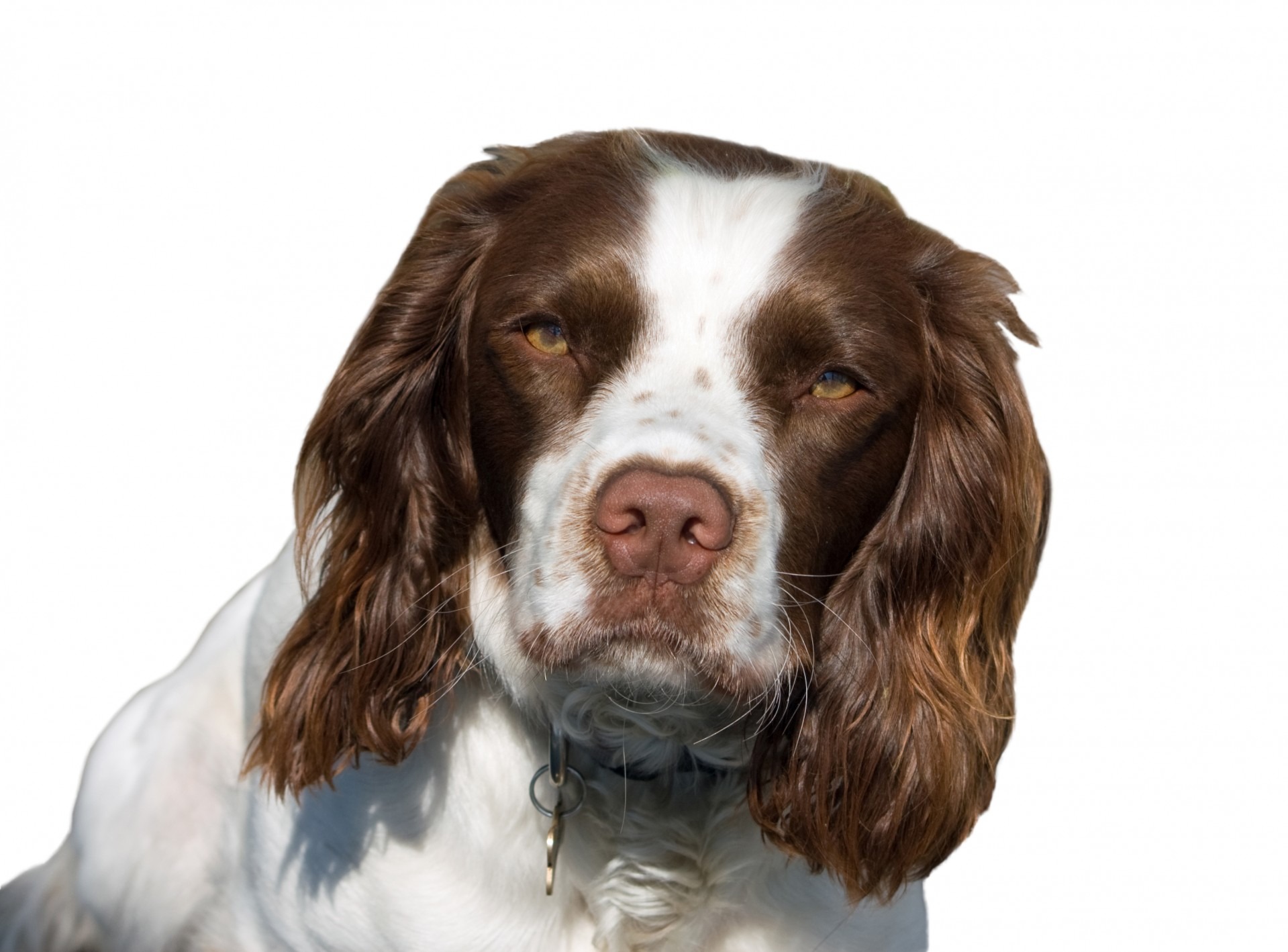 head, pedigree, no people, portrait, animal themes, animal head, 720P, mammal, brown, indoors, isolated, white background, vertebrate, domestic, spaniel, HD Wallpaper