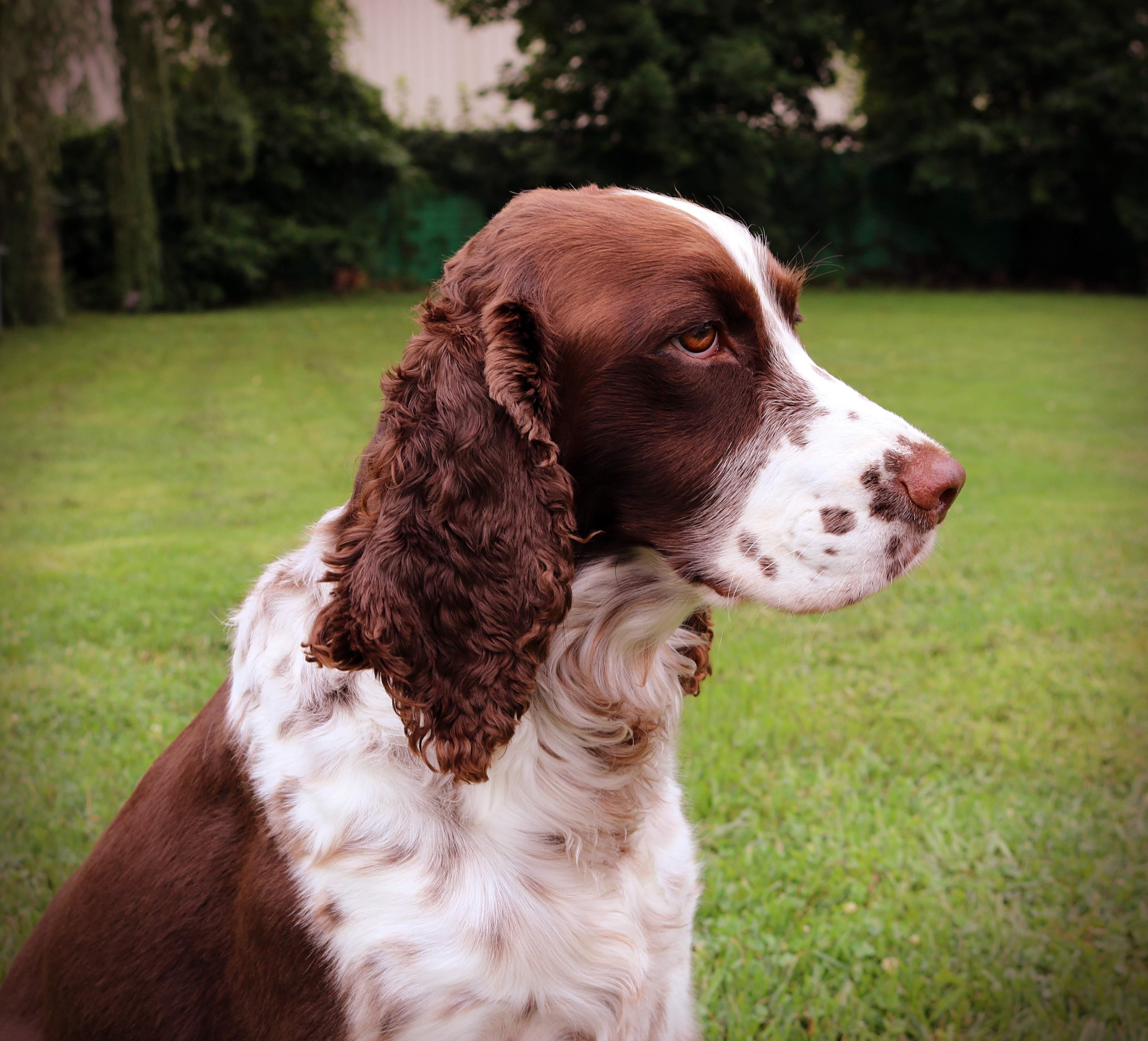 animal, dog, english, spaniel, vertebrate, focus on foreground, gundog, whisker, pets, brown, looking, pet, puppy, canine, grass, day, 4K, no people, domestic, HD Wallpaper