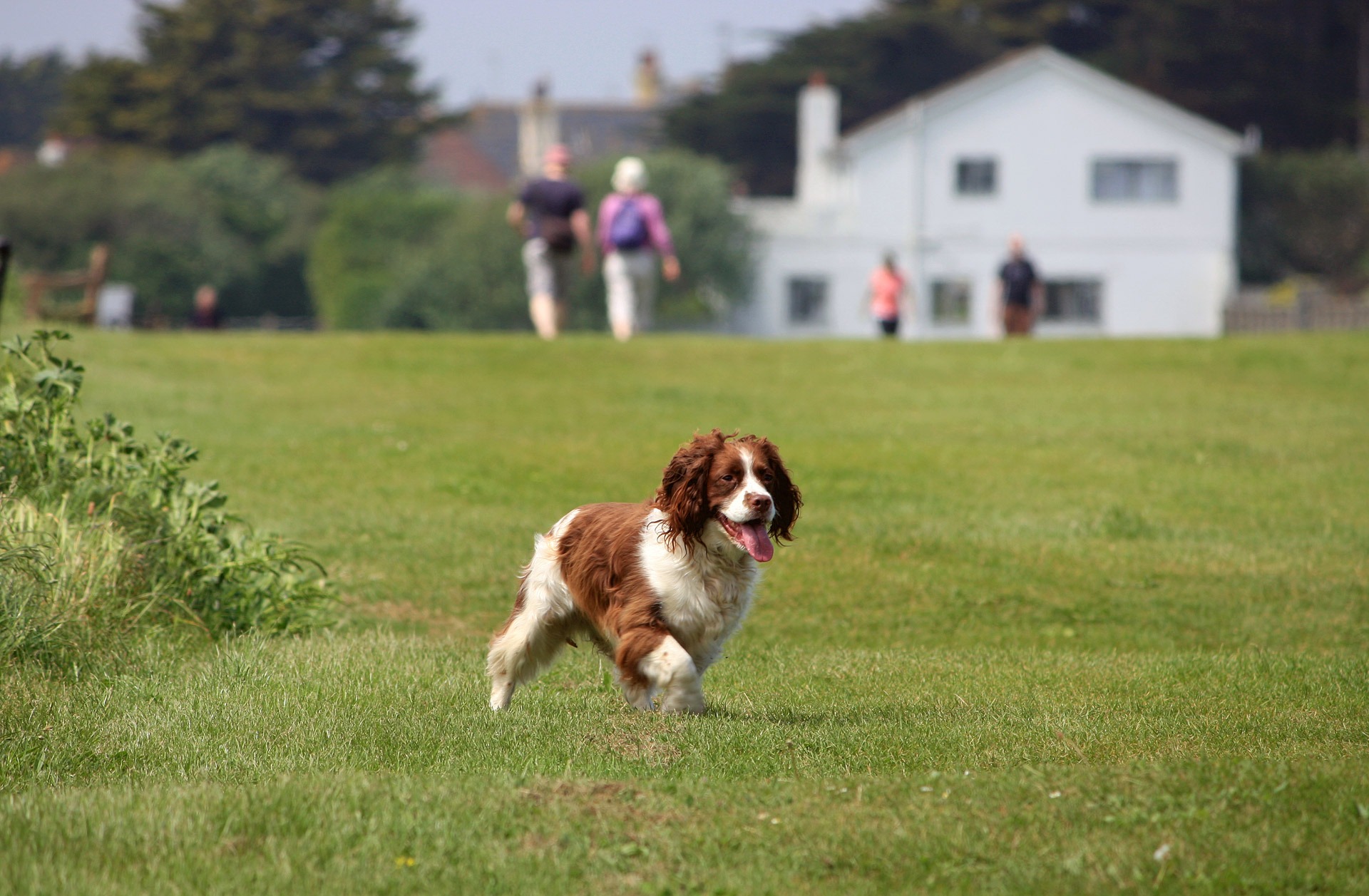 people, day, mammal, focus on foreground, spaniel, plant, english springer spaniel, beautiful, selective focus, domestic animals, walking, nature, one animal, HD Wallpaper