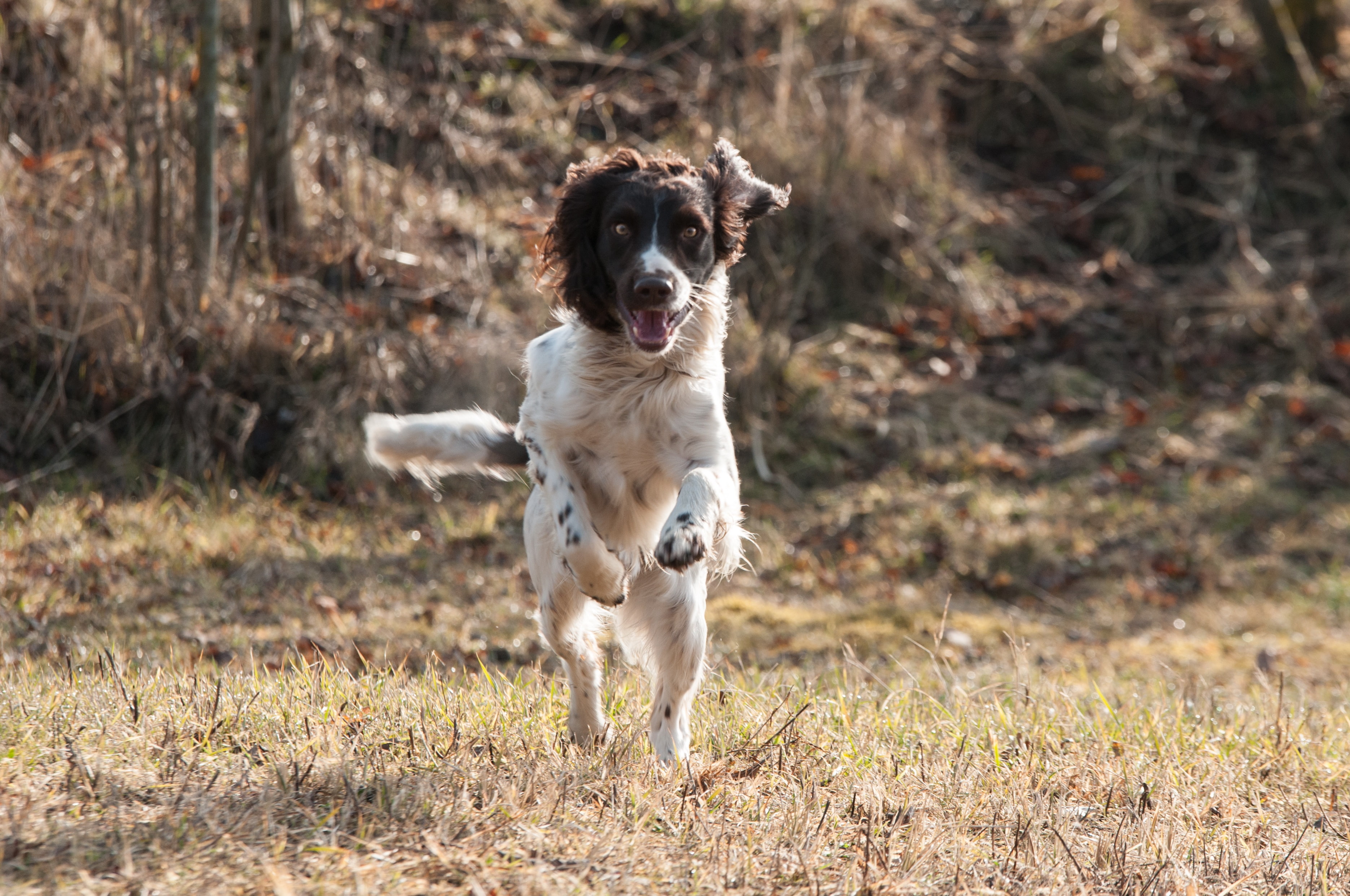 Dogs, English Springer Spaniel, 2K, HD Wallpaper