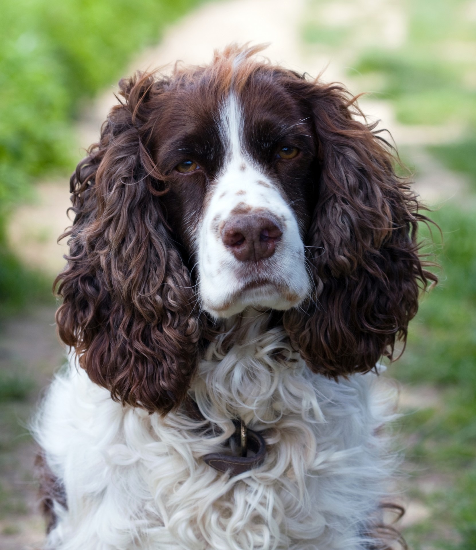 welsh, closeup, photo, canine, portrait, dog, domestic, face, animal, animal head, english, photography, hair, breed, one animal, animal hair, day, springer spaniel, Phone HD Wallpaper